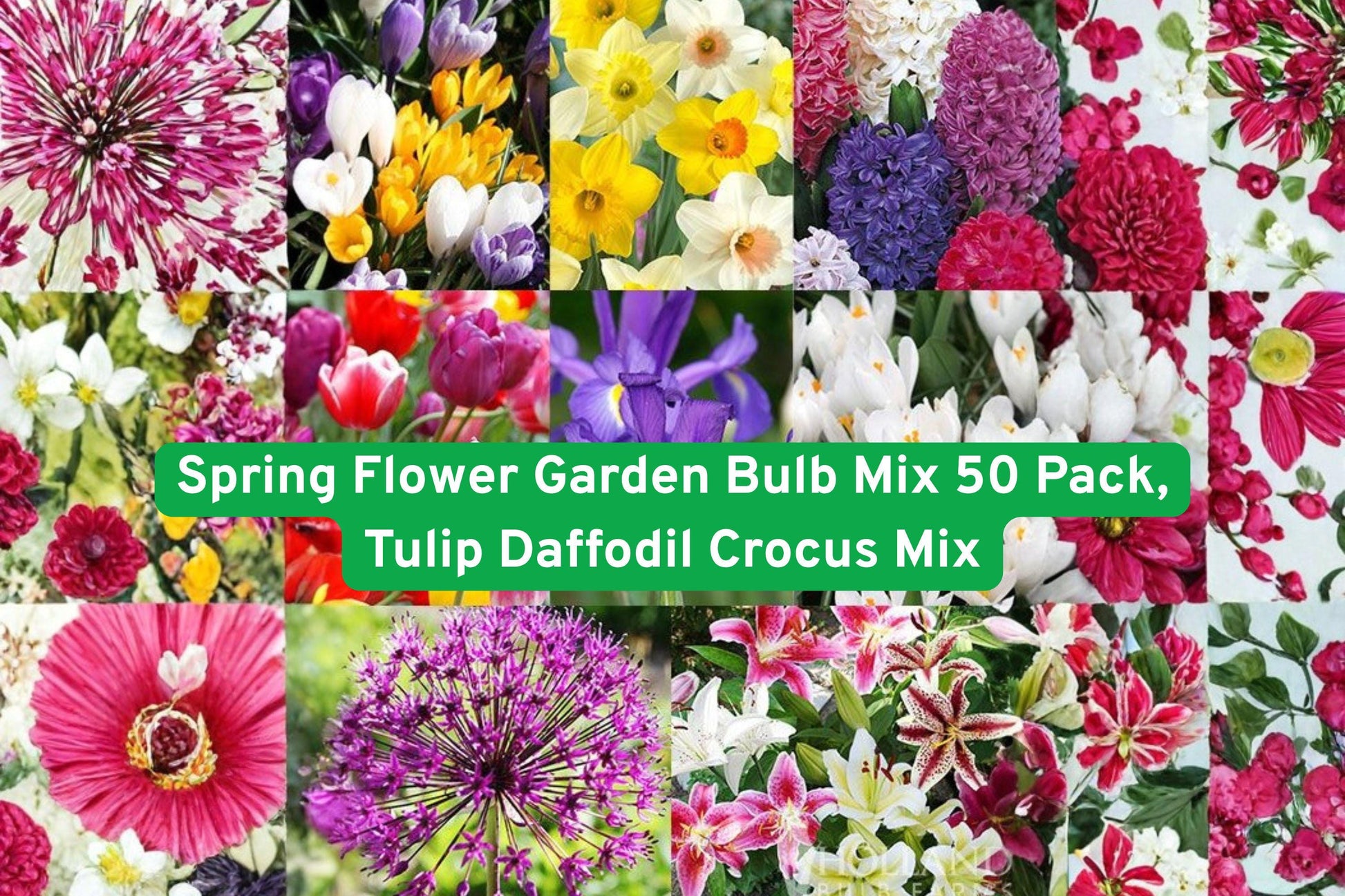 Spring Flower Bulb Mix 50 Pack - Tulip, Daffodil, Crocus & More - Mixed Perennial Bulbs for Colorful Garden Displays