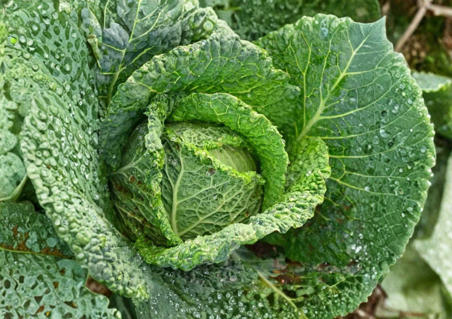 500+ Cabbage Seeds Heirloom Non-GMO Cold Hardy Green Heads for Year-Round Garden Planting - Fast Growing Vegetable Seeds