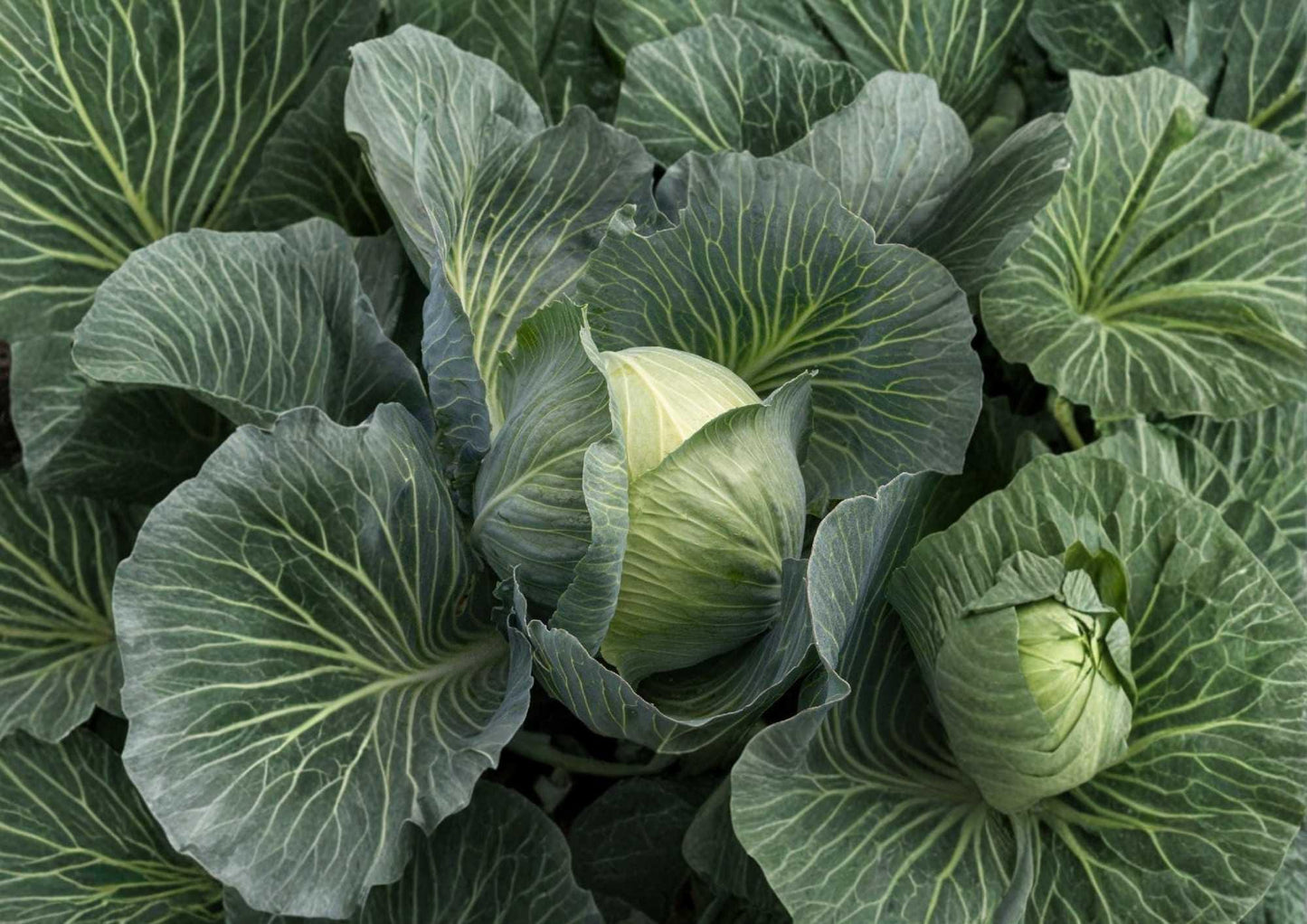 Cabbage Seeds 500+ Heirloom Non-GMO Green Hardy Vegetable Seeds for Garden Planting, High Yield Varieties