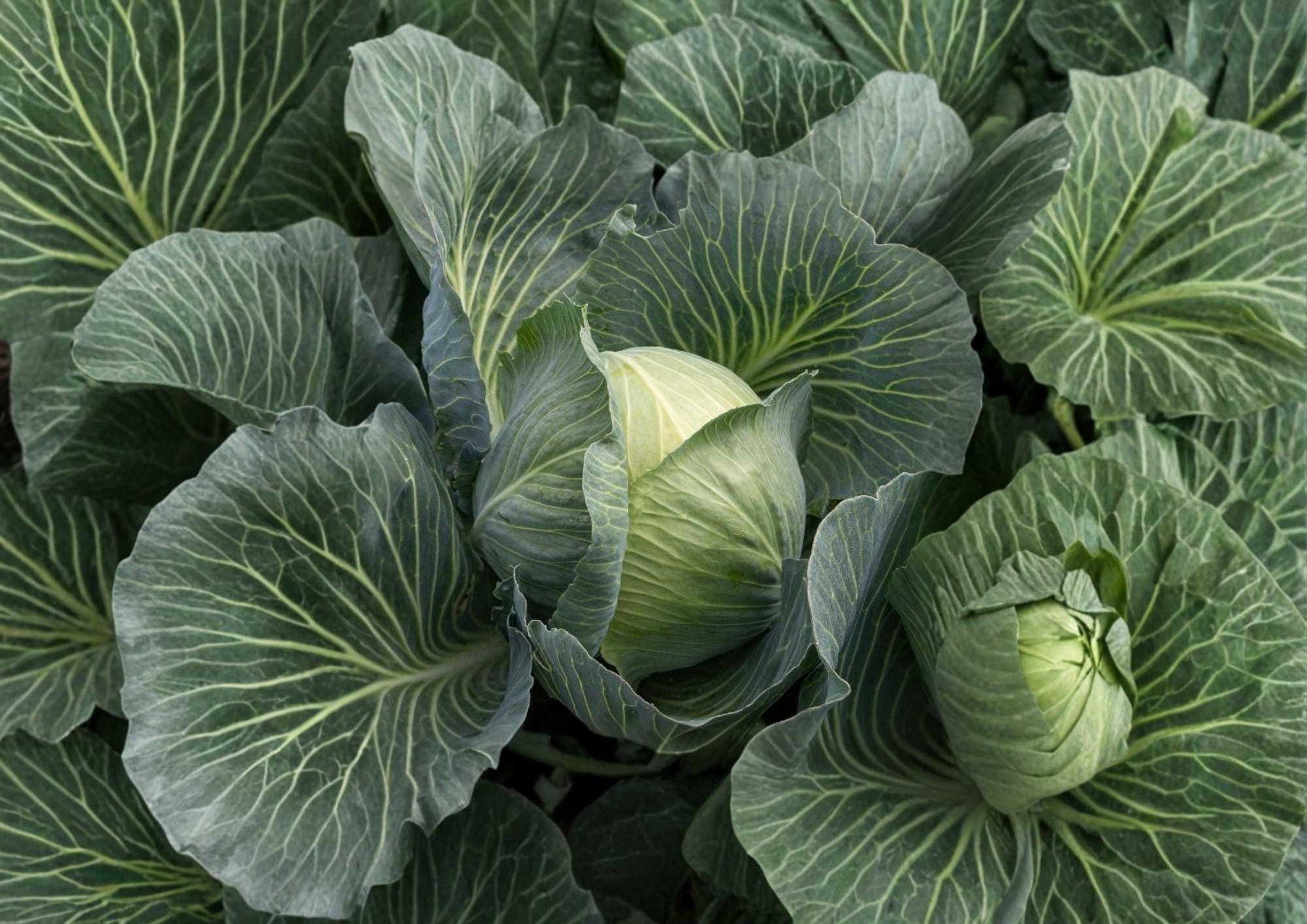 Cabbage Seeds 500+ Heirloom Non-GMO Green Hardy Vegetable Seeds for Garden Planting, High Yield Varieties