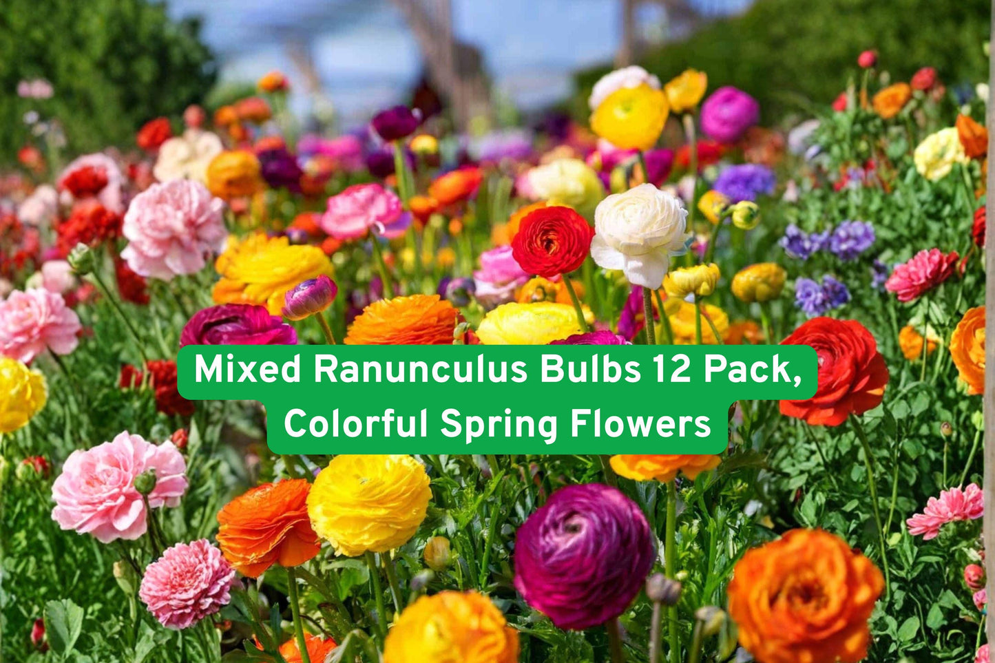 Mixed Ranunculus Bulbs 12 Pack | Colorful Peony-Style Blooms | Ranunculus asiaticus | Easy to Grow, Perfect for Cut Flowers