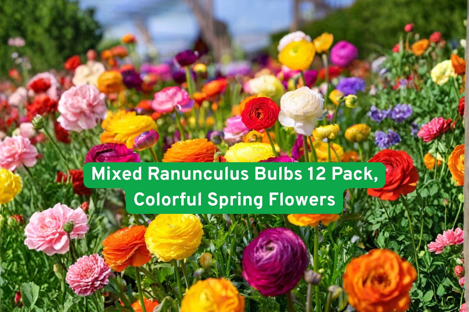 Mixed Ranunculus Bulbs 12 Pack | Colorful Peony-Style Blooms | Ranunculus asiaticus | Easy to Grow, Perfect for Cut Flowers
