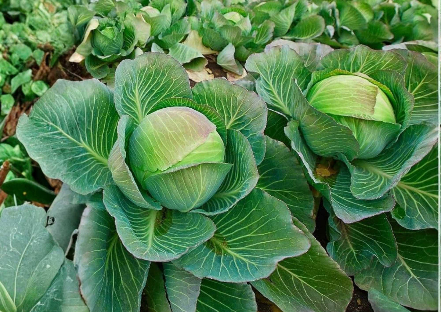 Brunswick Cabbage Seeds - 500+ Heirloom Non-GMO Seeds for Garden Planting, Cold Hardy Storage Variety, Brassica oleracea