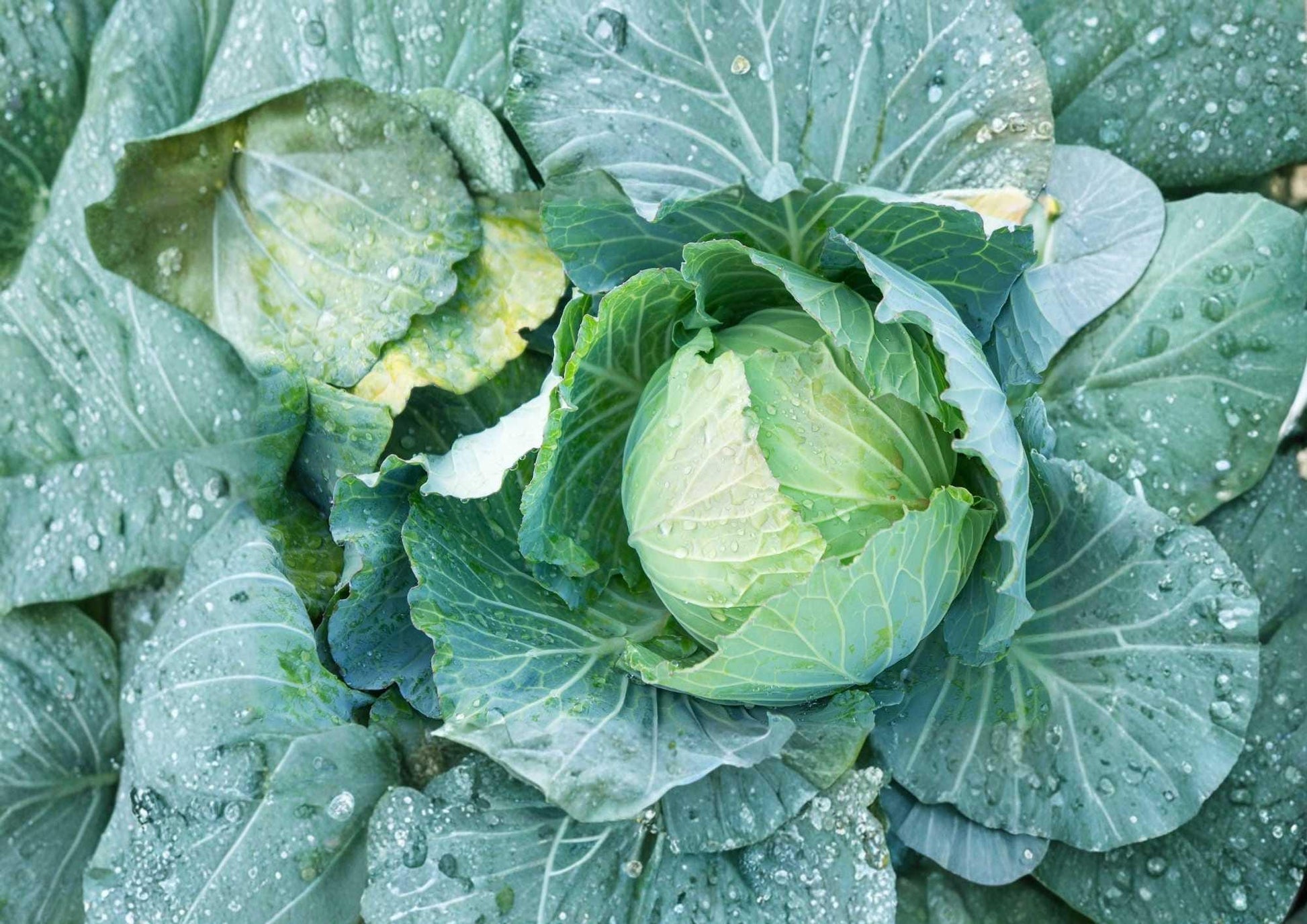 Danish Ballhead Cabbage Seeds - 500+ Heirloom Non-GMO Vegetable Seeds for Garden Planting - Cold Hardy Variety