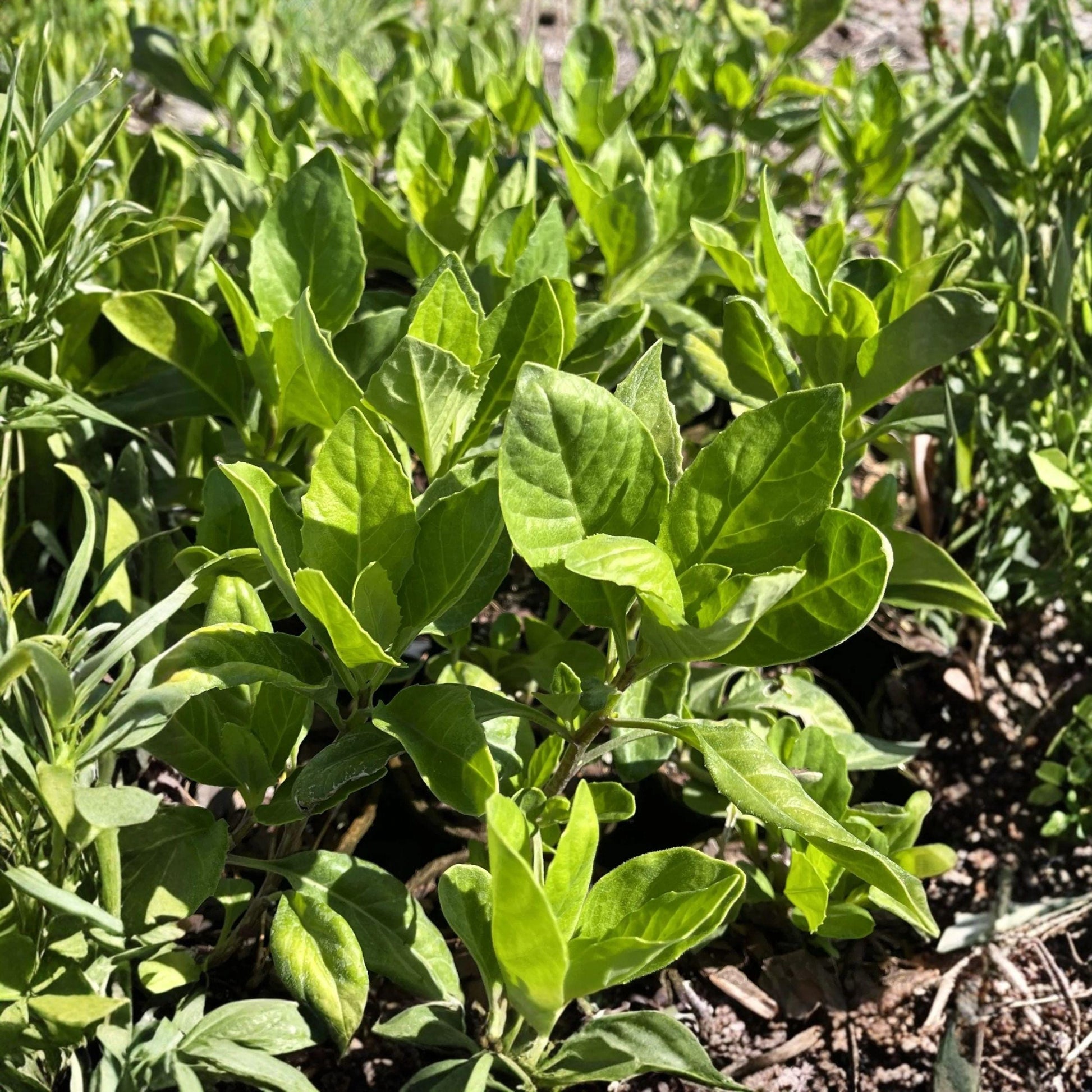 Longevity Spinach Starter Plant 4-8 Inches Edible Garden Gynura procumbens Live Plant for Home Gardening
