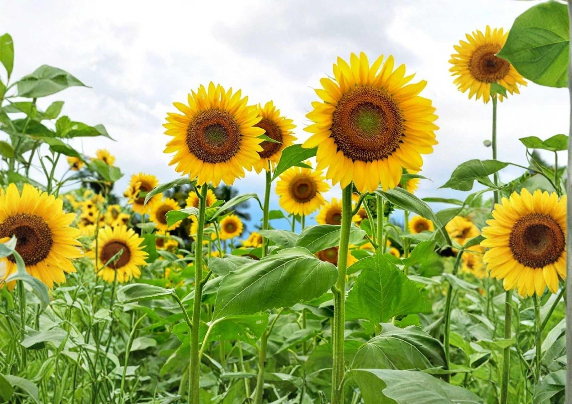 Mammoth Grey Stripe Sunflower Seeds - 10+ Giant Flower Seeds for Garden Planting - Helianthus annuus