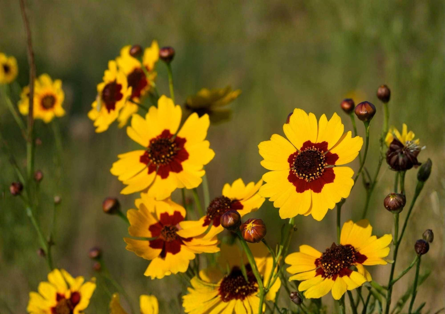 500+ Wildflower Mix Seeds - Drought Resistant 25 Species - Colorful Pollinator Friendly Meadow Blend - Easy Grow