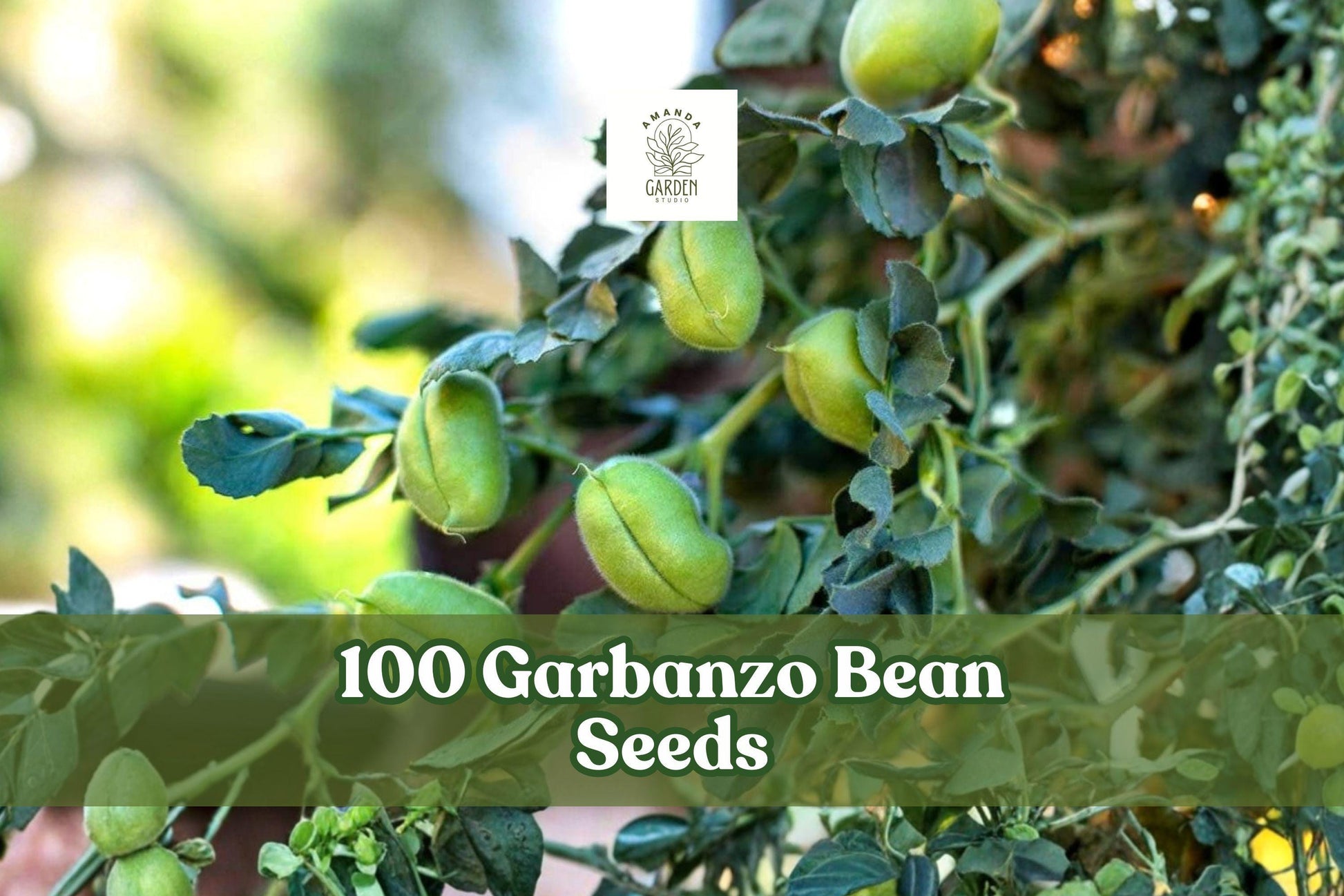 100 Garbanzo Bean Seeds, Chickpea, Edible Garden Plant, Cicer arietinum, Easy Grow, Outdoor Vegetable Crop