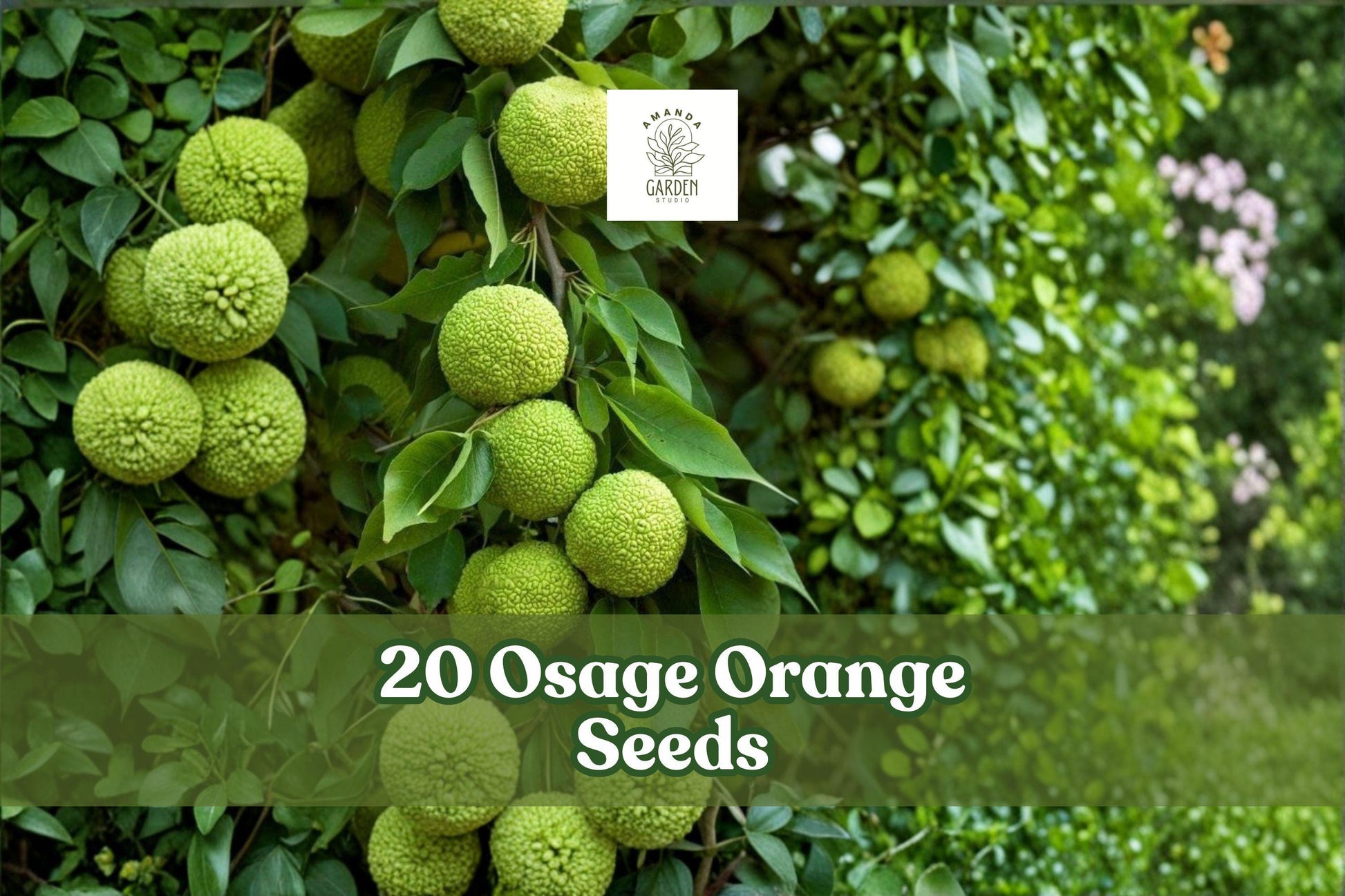 Osage Orange Seeds - 20 Pack Maclura pomifera - Hedge Apple Tree for Outdoor Planting - Hardy Landscape Variety