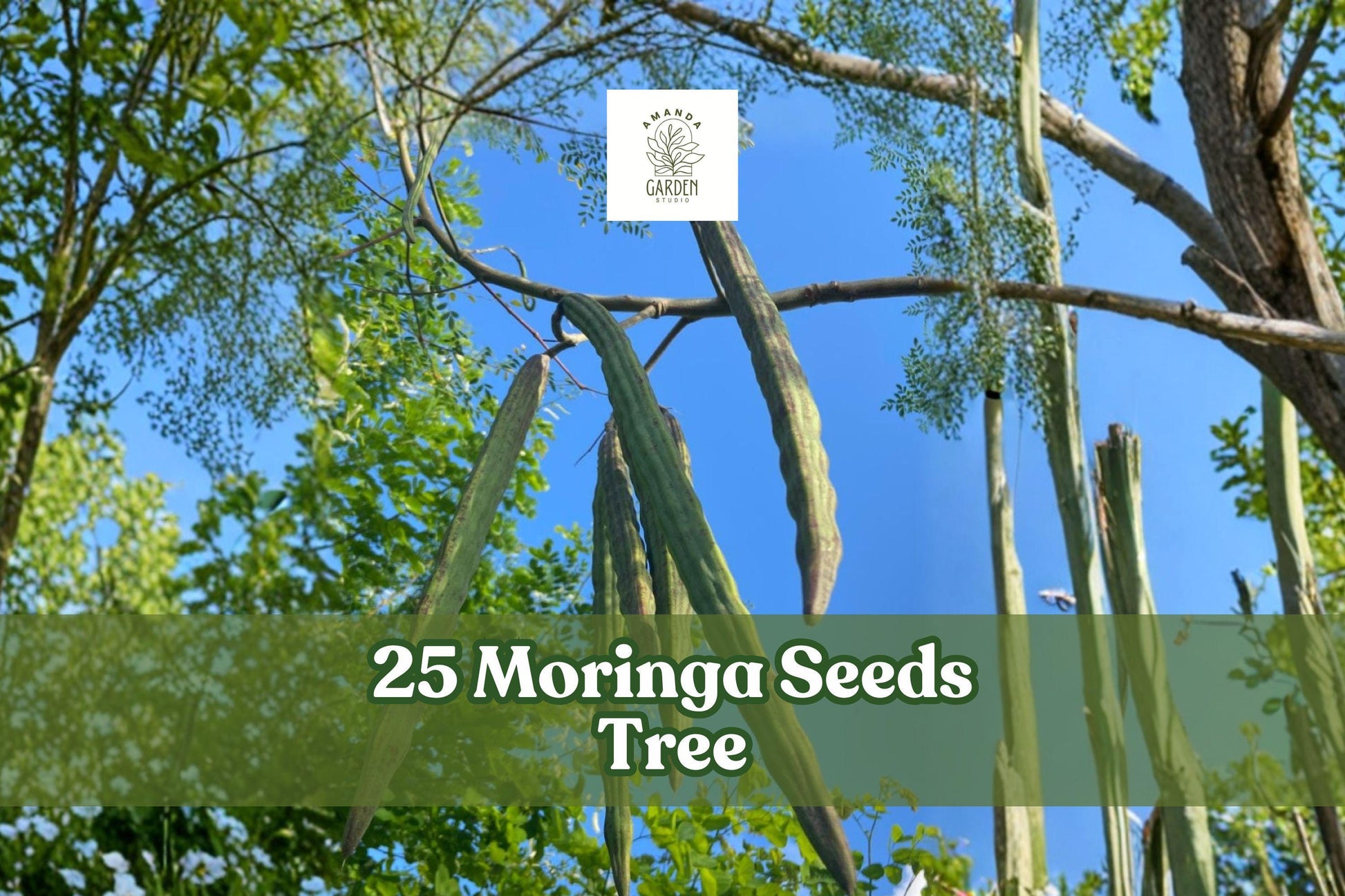 Moringa Seeds 25 Pack | Tree of Life Moringa oleifera | Fast Growing Edible Plant for Home Gardens and Containers