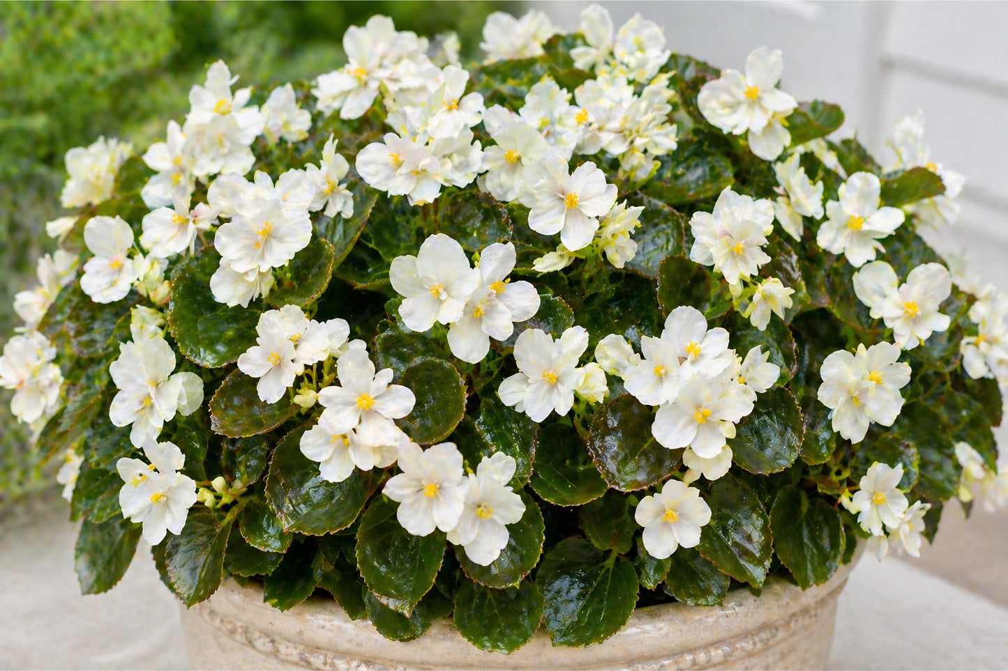 Whiskey White Begonia Seeds - 10 Pelleted - Cocktail Series - Elegant White Blooms, Glossy Foliage - Ideal for Containers & Shade Gardens
