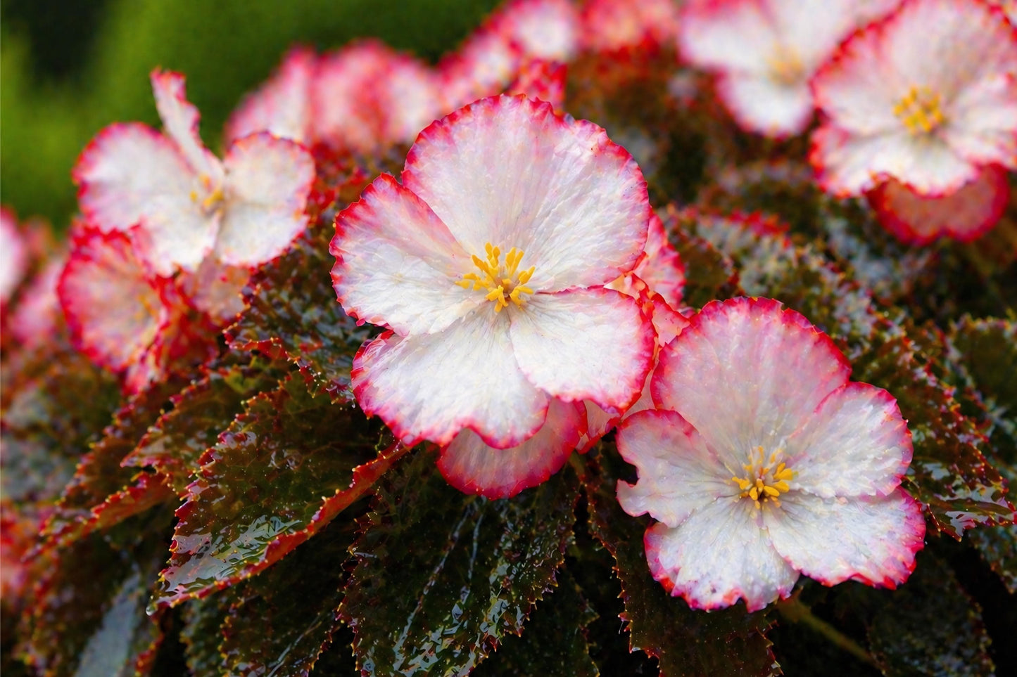 Rum Begonia Seeds (10 Pelleted) | White Red Edge Cocktail Series | Ornamental Begonia for Containers & Shade Gardens