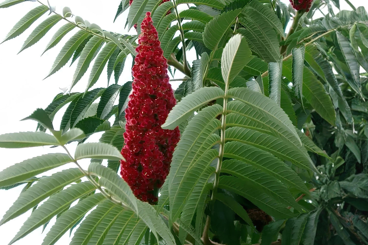Smooth Sumac Seeds (10) | Rhus glabra | Drought Tolerant Native Shrub for Wildlife & Fall Color