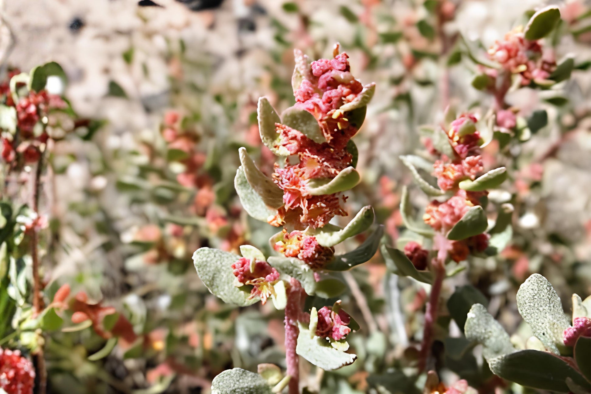 Shadscale Saltbush Seeds (10) | Atriplex confertifolia | Drought-Tolerant Desert Shrub for Xeriscaping & Land Restoration