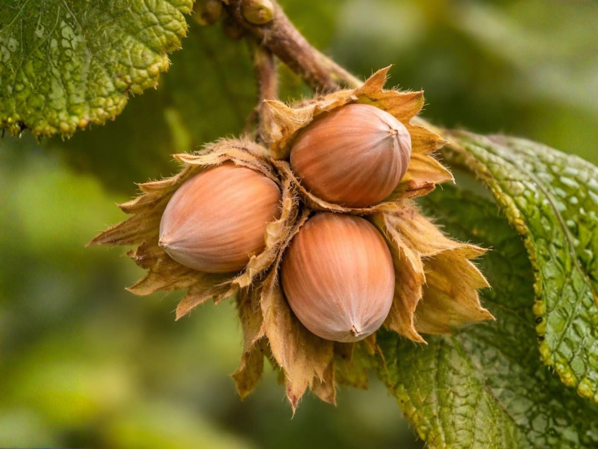 American Hazelnut Plant 12-24" Bare Root Corylus americana Edible Nut Shrub for Wildlife Garden & Landscaping