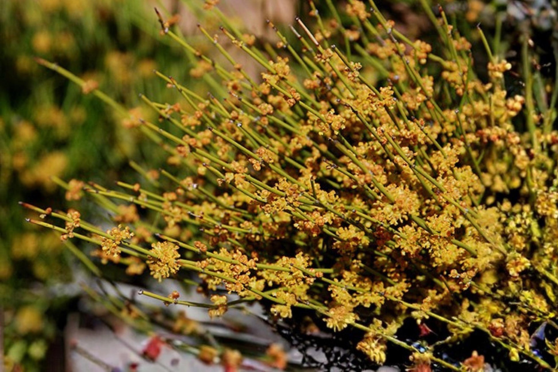 Mormon Tea Seeds (10) | Ephedra viridis | Drought Tolerant Desert Shrub for Xeriscaping & Gardens
