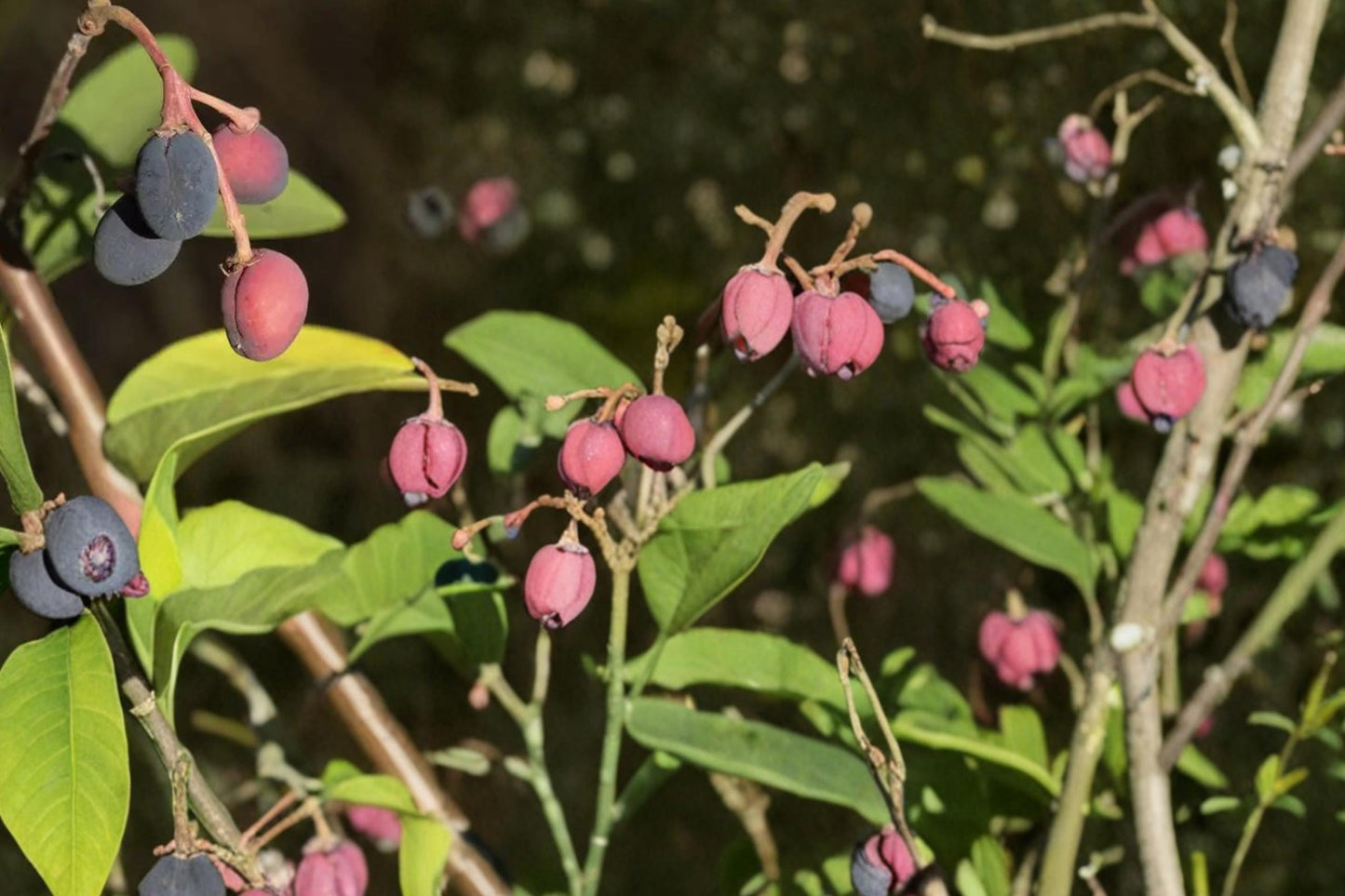Indian Plum Seeds 30 Count - Oemleria cerasiformis - Deciduous Shrub with White Flowers & Purple Fruits for Shade Gardens
