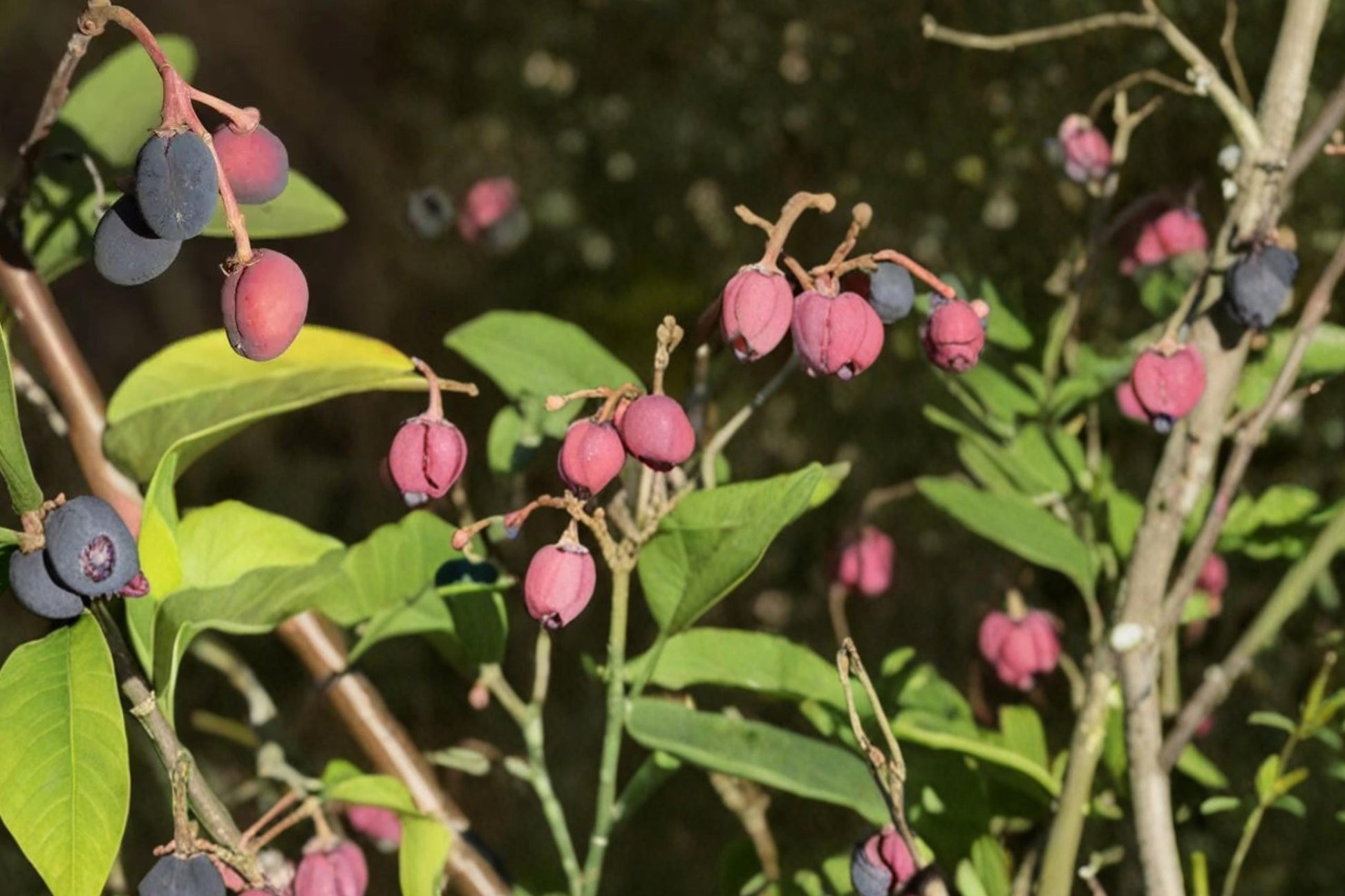 Indian Plum Seeds 30 Count - Oemleria cerasiformis - Deciduous Shrub with White Flowers & Purple Fruits for Shade Gardens