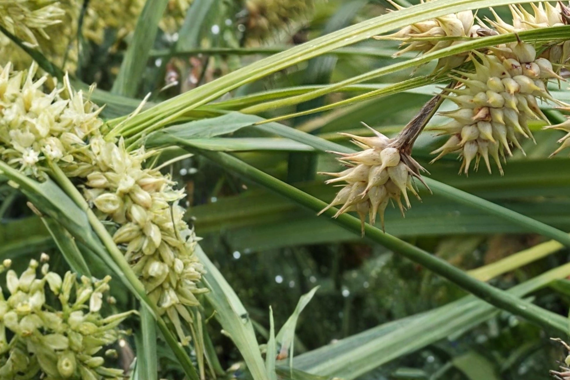 Deflexed Bottlebrush Sedge Seeds 50 Pack - Carex retrorsa - Perennial Grass for Rain Gardens & Moist Landscapes