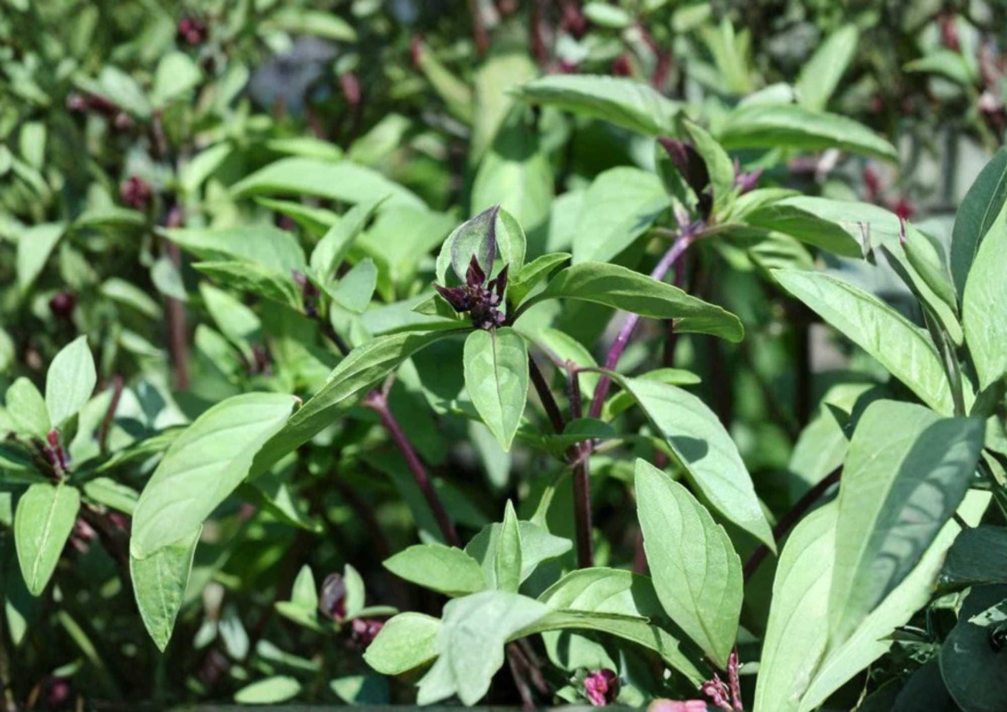 Cinnamon Basil Seeds - 600+ Heirloom Herb Seeds - Sweet Spicy Aromatic Culinary Variety - Ocimum basilicum