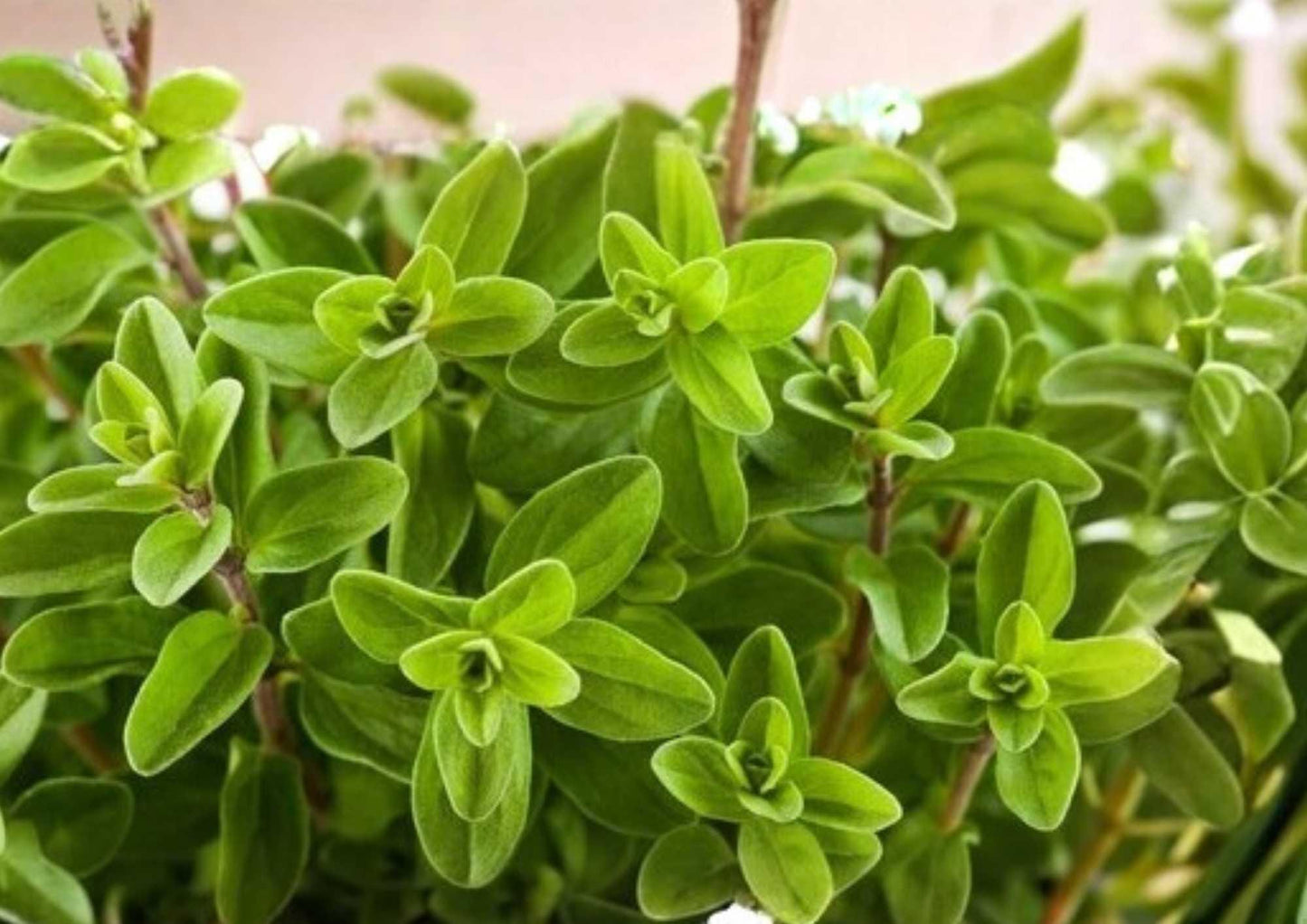 Lemon Basil Seeds 1500+ Heirloom Organic Non-GMO Ocimum Basilicum Culinary Herb Seeds for Garden Planting