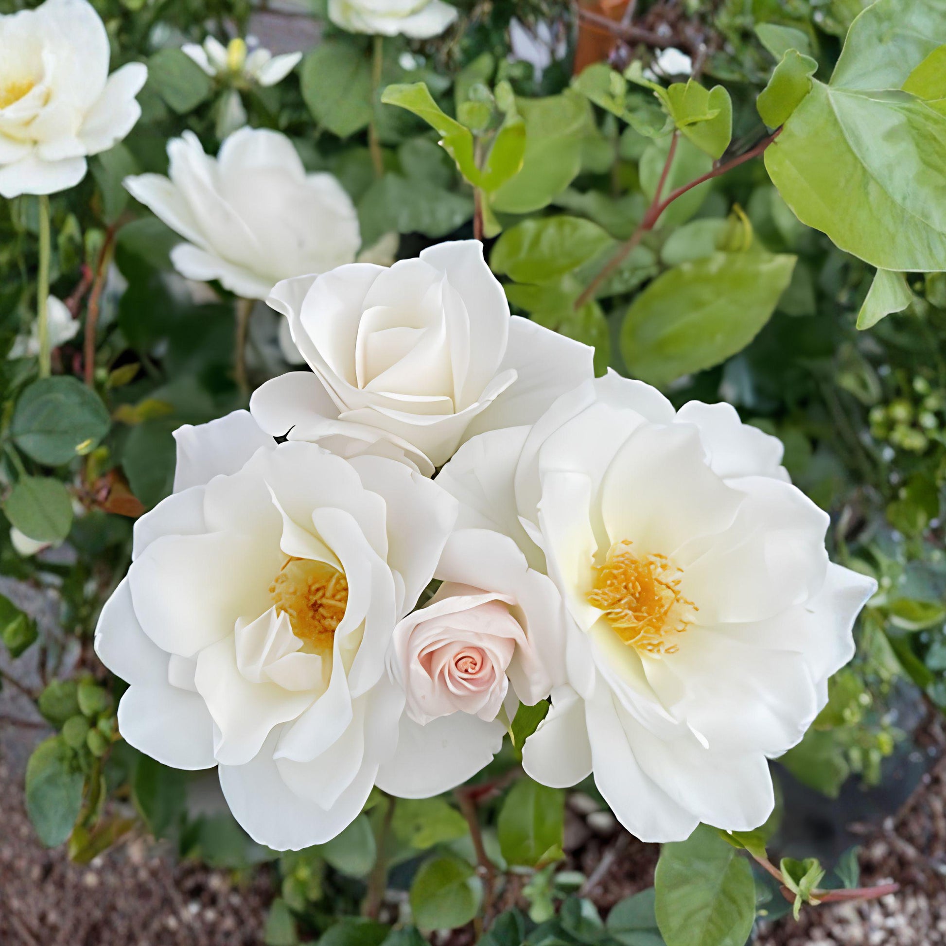 White Climbing Rose Plant, 1 Bare Root, Fragrant White Blooms, Rosa 'Climbing White'