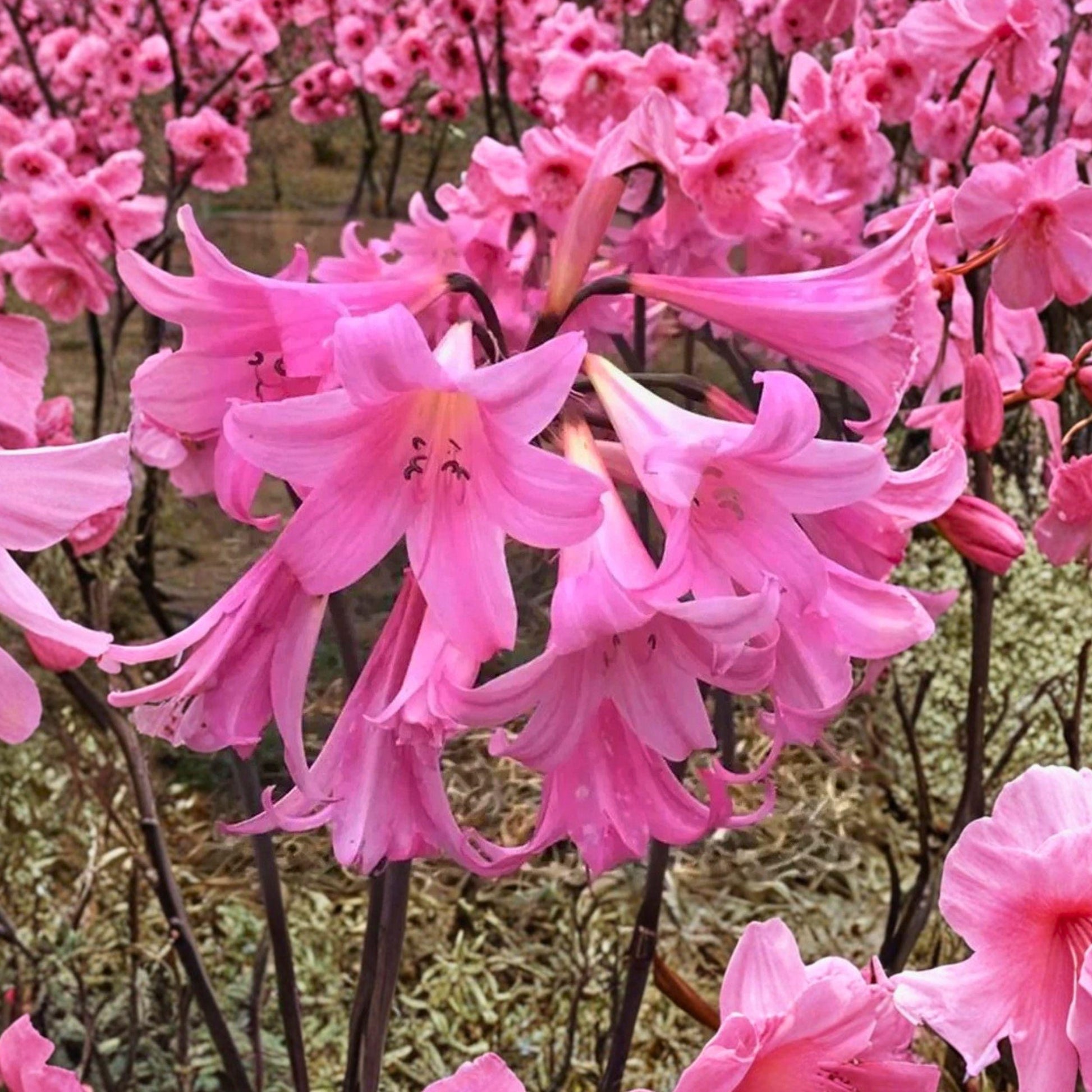 Amaryllis Bulbs 2 Count Pink 'Naked Lady' Fragrant Flowering Bulbs Amaryllis belladonna for Garden Planting
