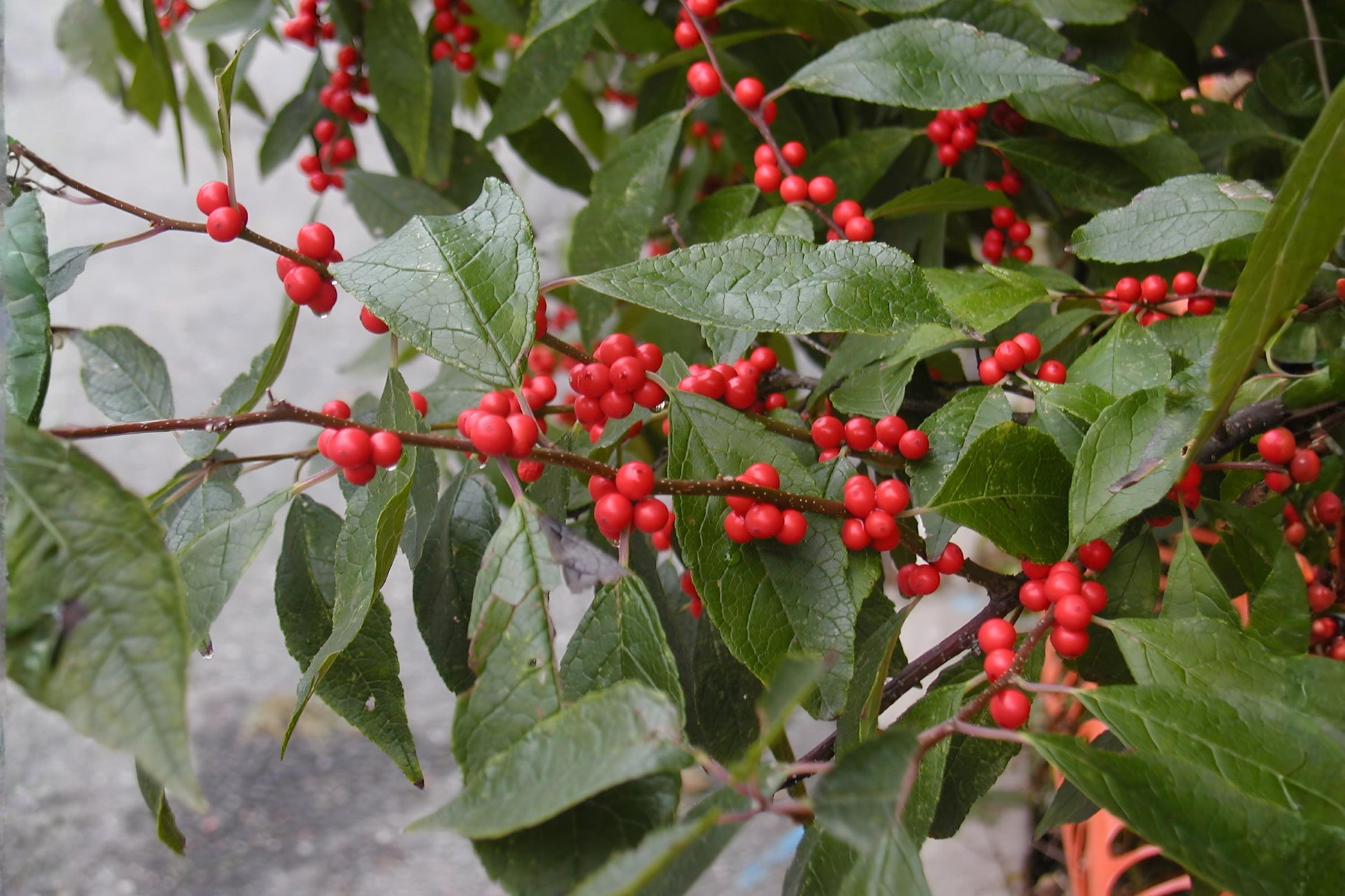 Winterberry Holly Seeds (25) - Ilex verticillata - Bright Red Berries for Wildlife Gardens and Winter Landscapes