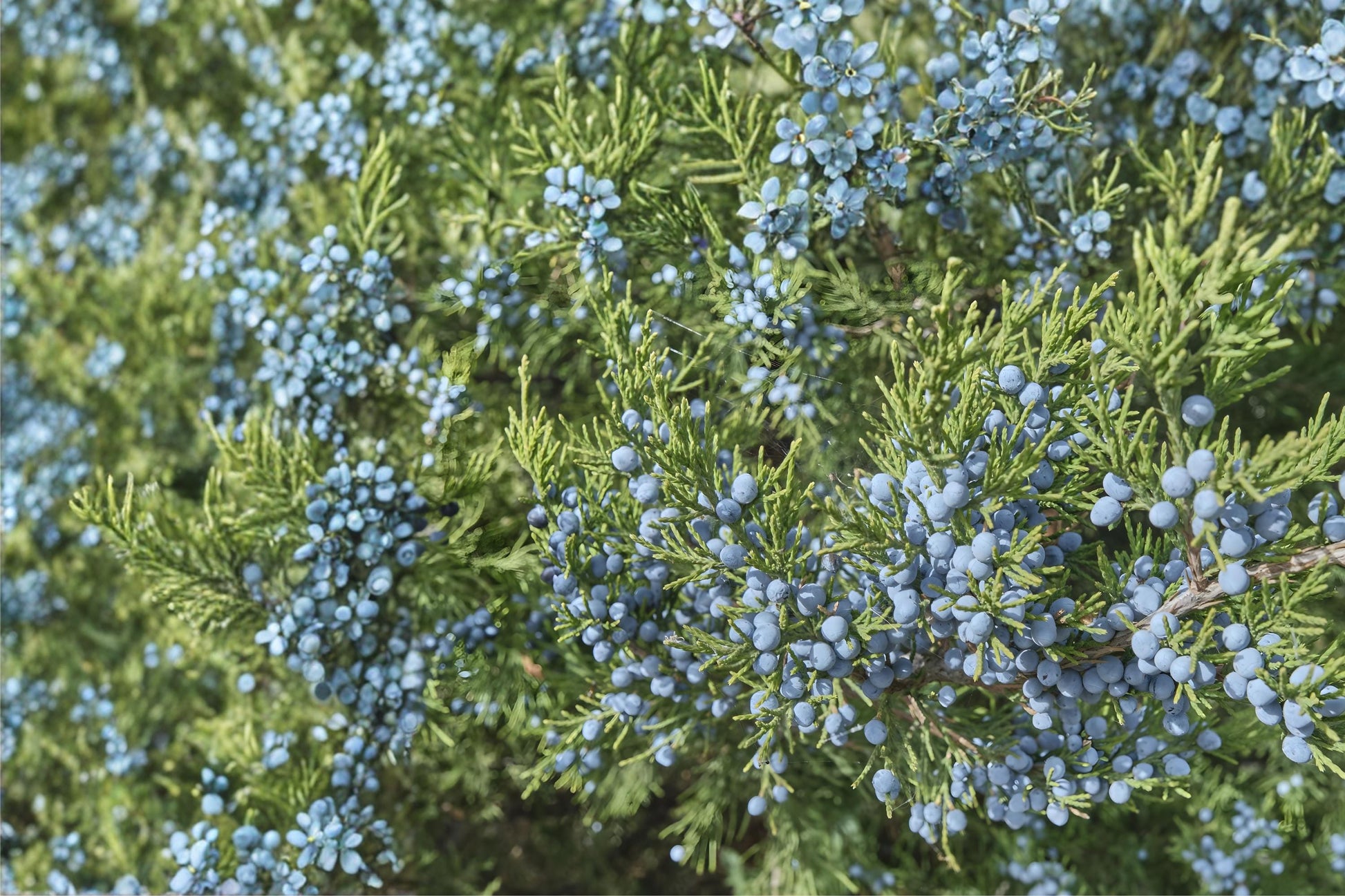 Common Juniper Seeds (25) | Evergreen Berry Seeds for Landscaping | Juniperus communis, Drought Tolerant & Resilient