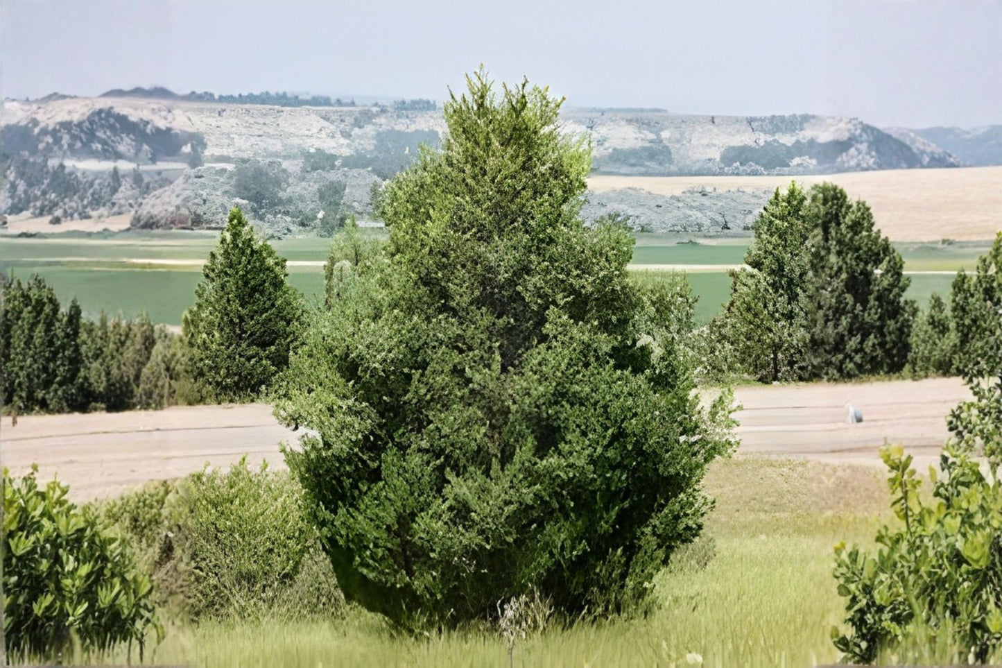 Rocky Mountain Juniper Seeds (15) | Drought Tolerant Evergreen Conifer | Juniperus scopulorum