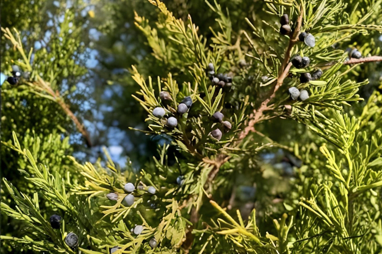 Eastern Red Cedar Seeds (25) - Juniperus virginiana - Hardy Evergreen with Aromatic Foliage and Blue Cones - Drought Tolerant