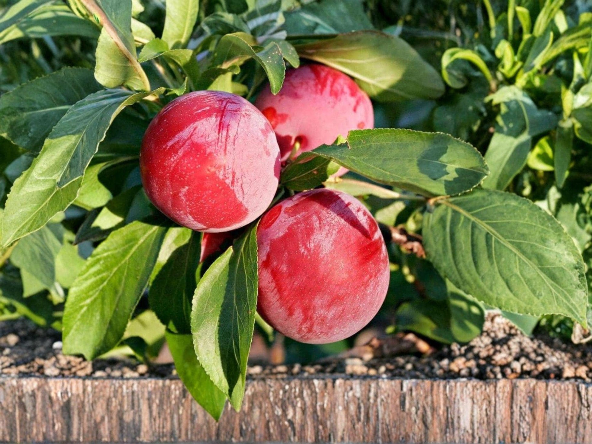 American Plum Tree - 12-24in Bare Root - Edible Native Fruit & Wildlife Garden Plant - Prunus americana
