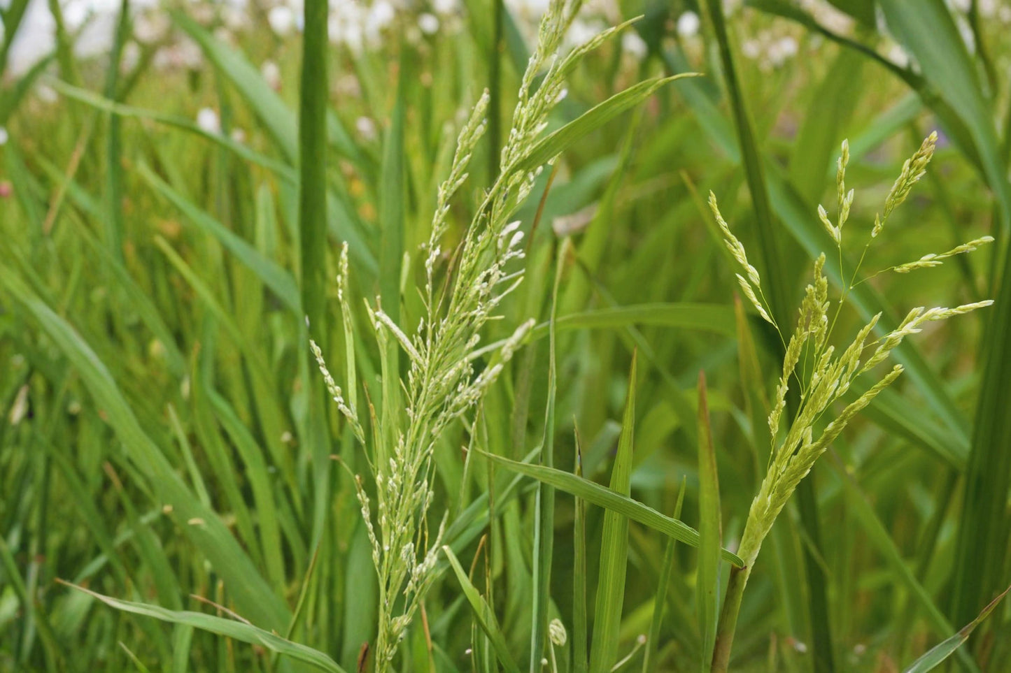 Smooth Panicgrass Seeds - 100 Count - Panicum dichotomiflorum - Fast-Growing Annual Grass for Moist Soils and Natural Landscapes