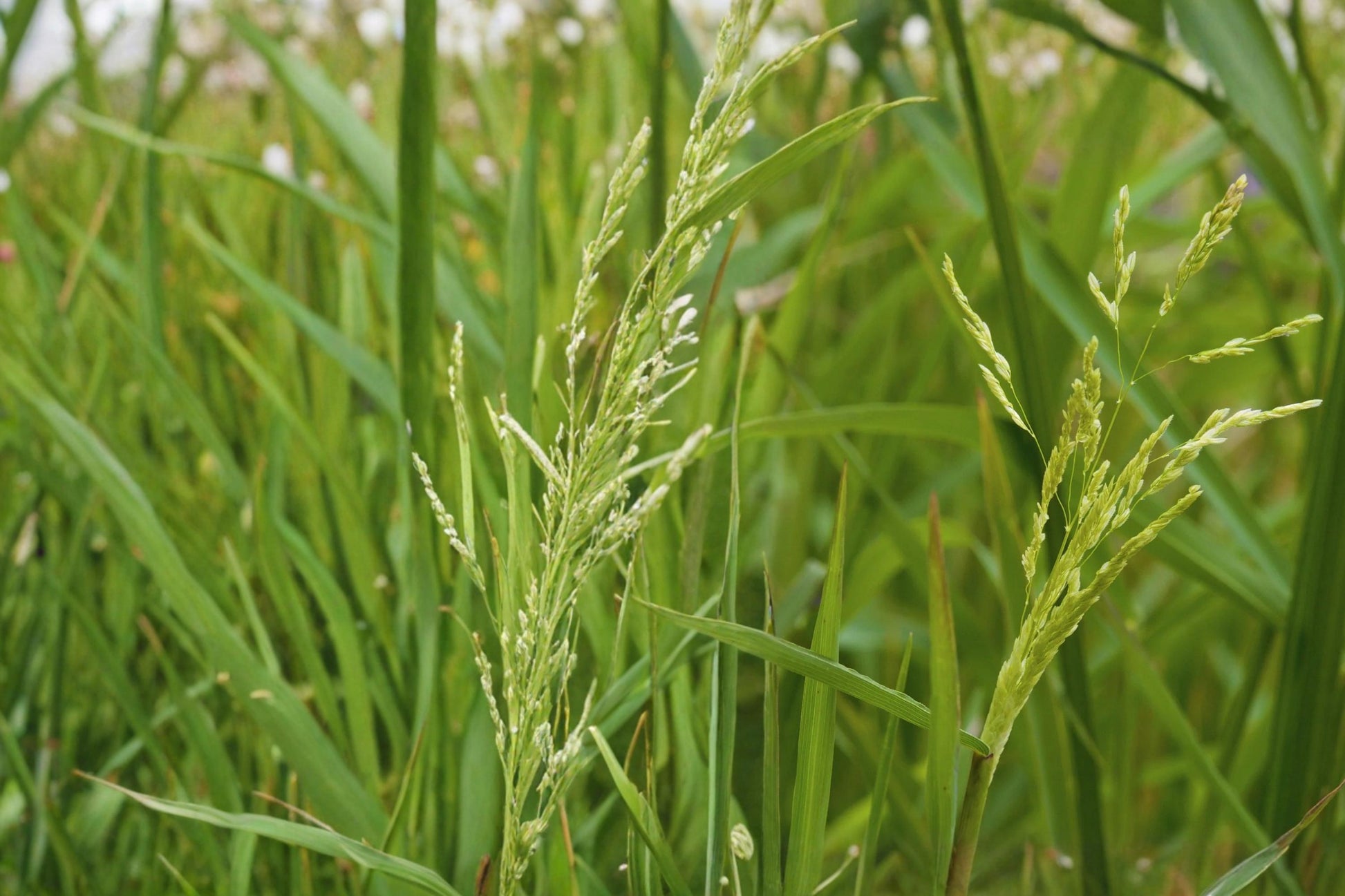 Smooth Panicgrass Seeds - 100 Count - Panicum dichotomiflorum - Fast-Growing Annual Grass for Moist Soils and Natural Landscapes