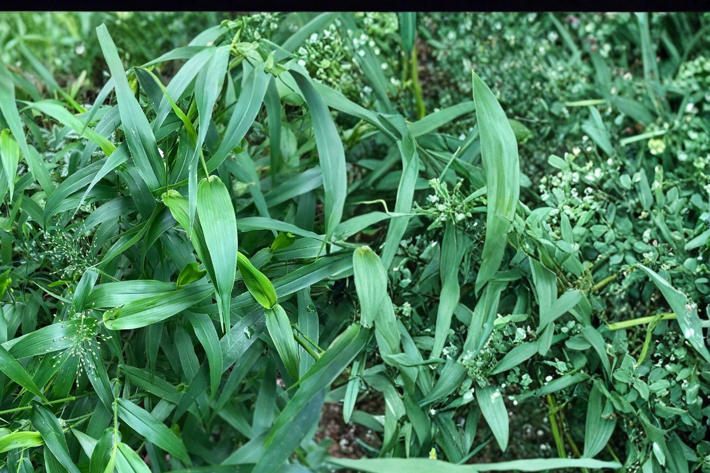 Deertongue Grass Seeds - 100 Seeds - Panicum clandestinum - Warm-season Perennial for Woodland & Habitat Restoration