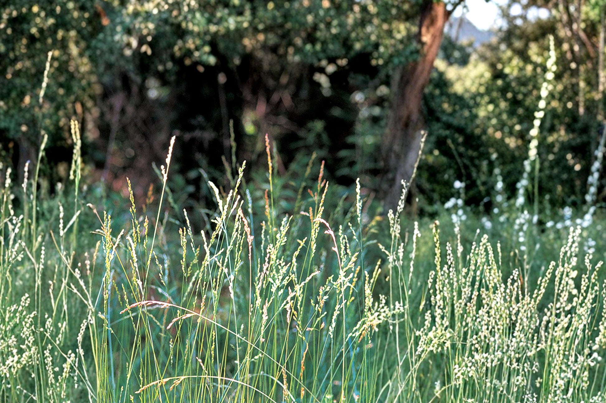 Tall Fescue Grass Seeds - 100 Seeds - Fawn Variety - Festuca arundinacea - Durable Cool-Season Lawn & Pasture Grass