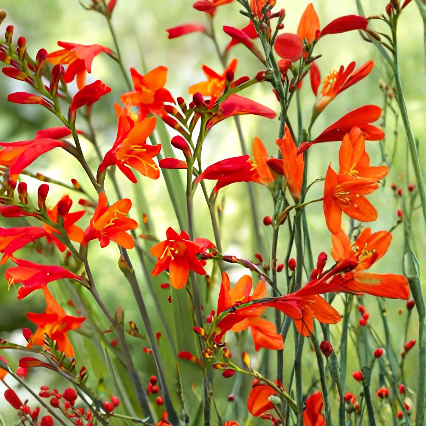 Crocosmia Bulbs | 15 Live Bulbs | Orange Red Montbretia | Easy Care Perennial | Crocosmia × crocosmiiflora