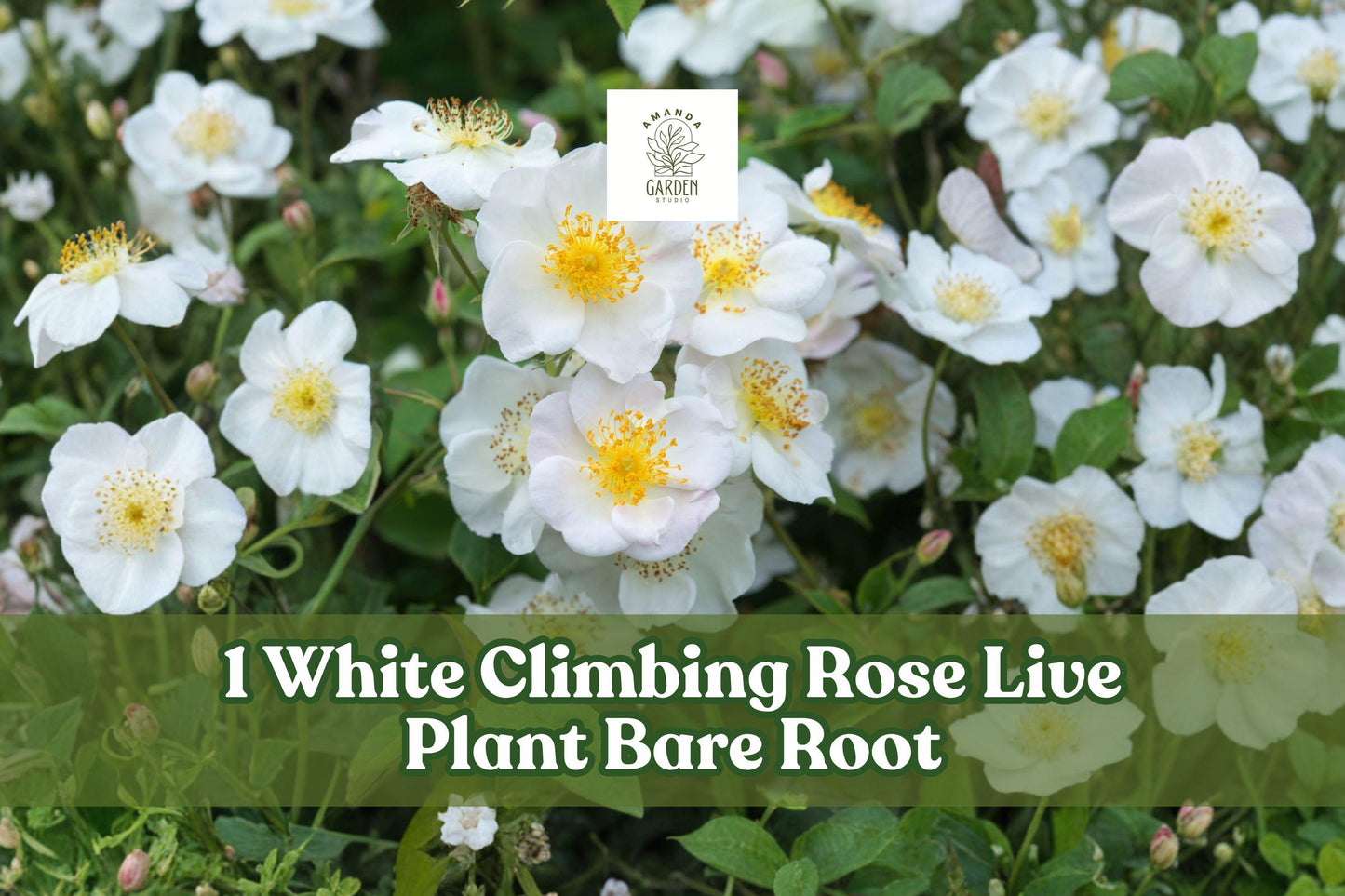 White Climbing Rose Live Plant Bare Root Shrub with Abundant White Blooms - Rosa spp. Ideal for Trellises and Fences