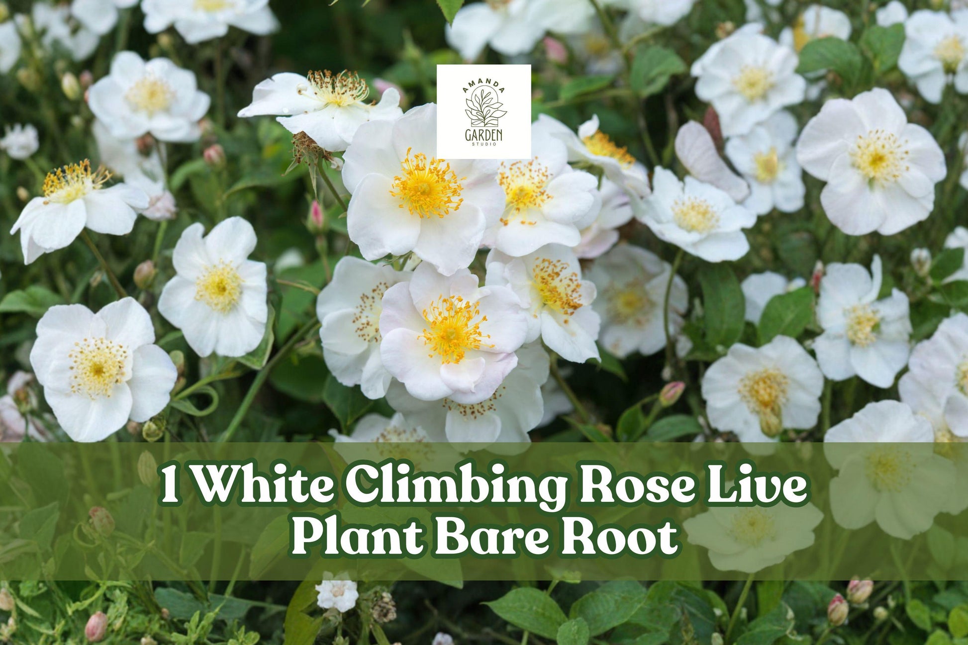 White Climbing Rose Live Plant Bare Root Shrub with Abundant White Blooms - Rosa spp. Ideal for Trellises and Fences