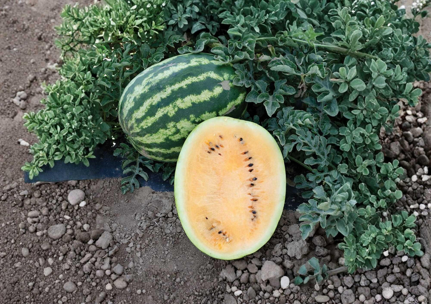 Yellow Flesh Moon and Stars Watermelon Seeds - 10+ Heirloom Non-GMO Sweet Rare Speckled Melon Seeds for Garden Planting