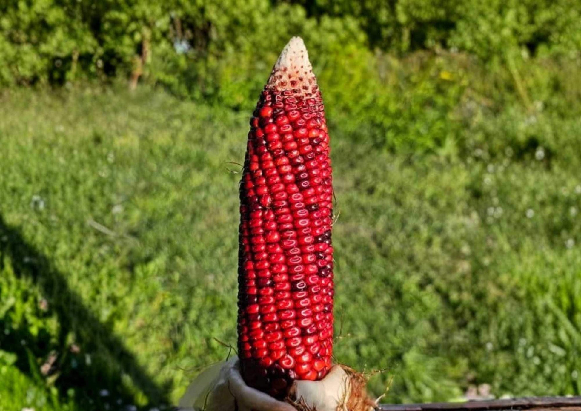 30+ New York Bloody Butcher Corn Seeds, Rare Heirloom, Deep Red Kernels, High Yield, Ornamental Grain - Zea mays