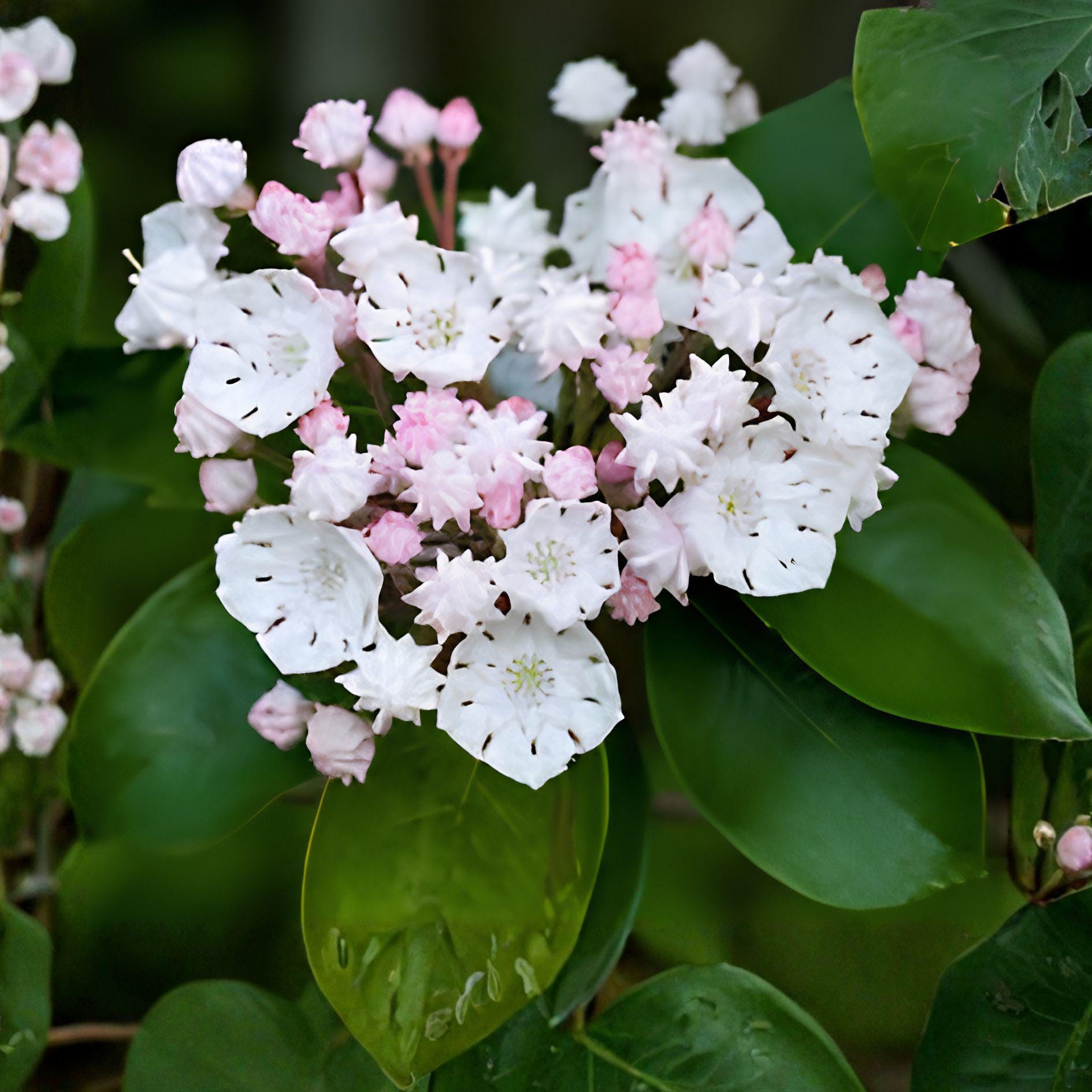White Mountain Laurel Plant | Live Bare Root | Hardy Flowering Shrub | Kalmia latifolia - Ideal for Woodland Gardens