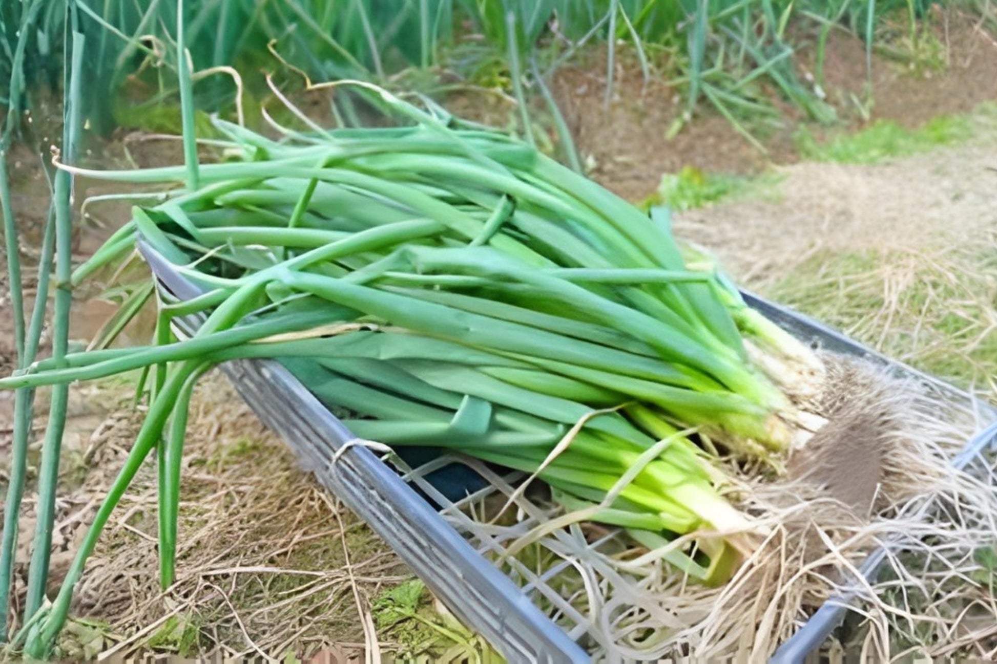 Nebuka Bunching Onion Seeds (50) | Evergreen Green Onion (Allium fistulosum) | Cold-Hardy, Non-Bulbing, Fast Growing