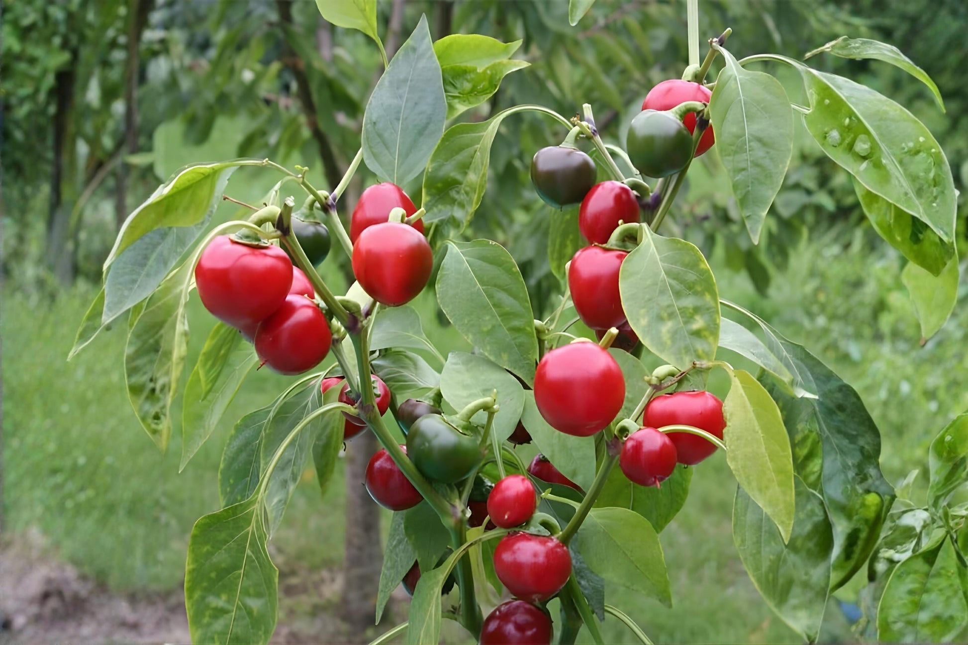 Large Red Cherry Pepper Seeds (25) | Spicy Capsicum annuum for Stuffing & Pickling | Productive Home Garden Plant