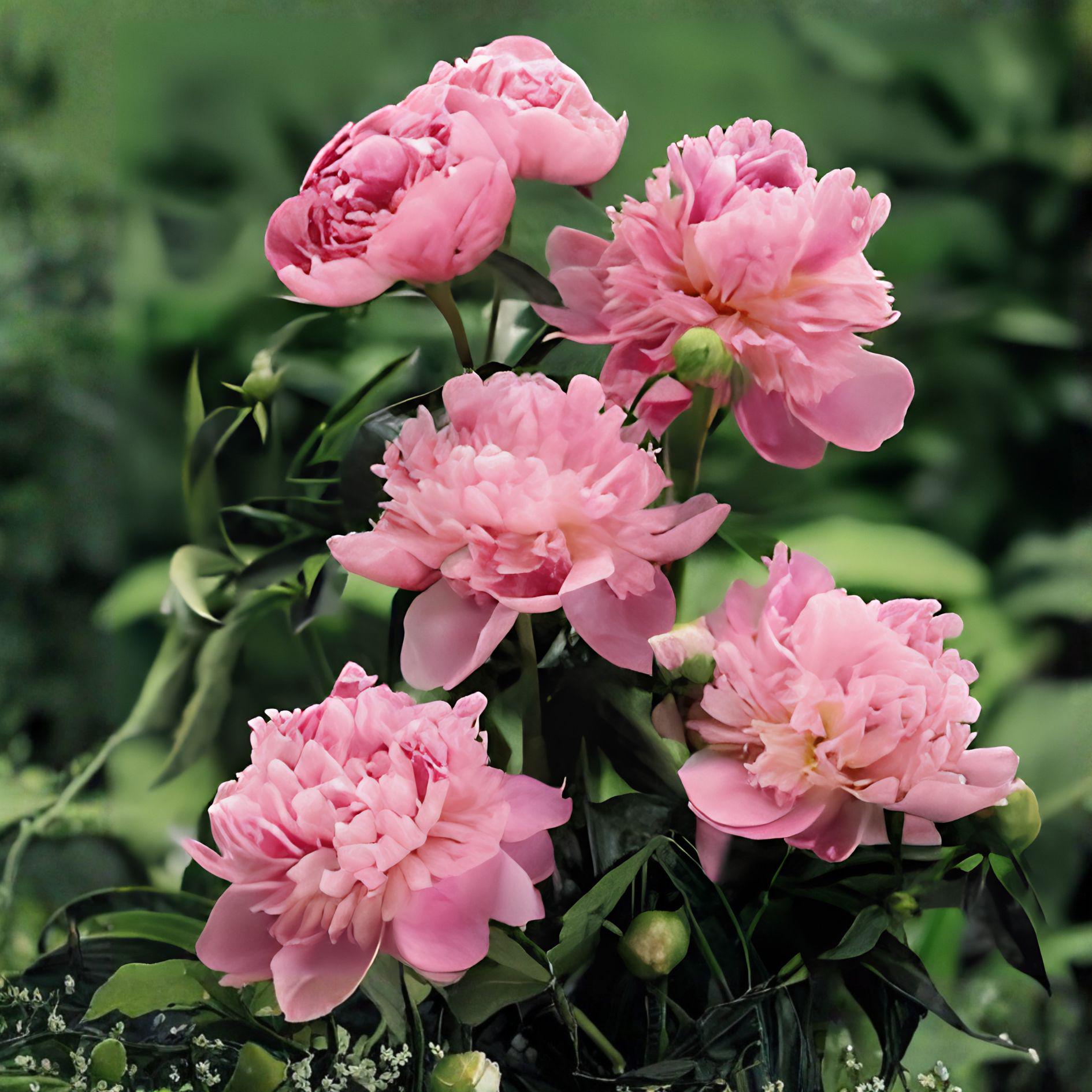 Sarah Bernhardt Peony Root | 1 Root | Fragrant Pink Perennial | Paeonia lactiflora | Heirloom Garden Plant