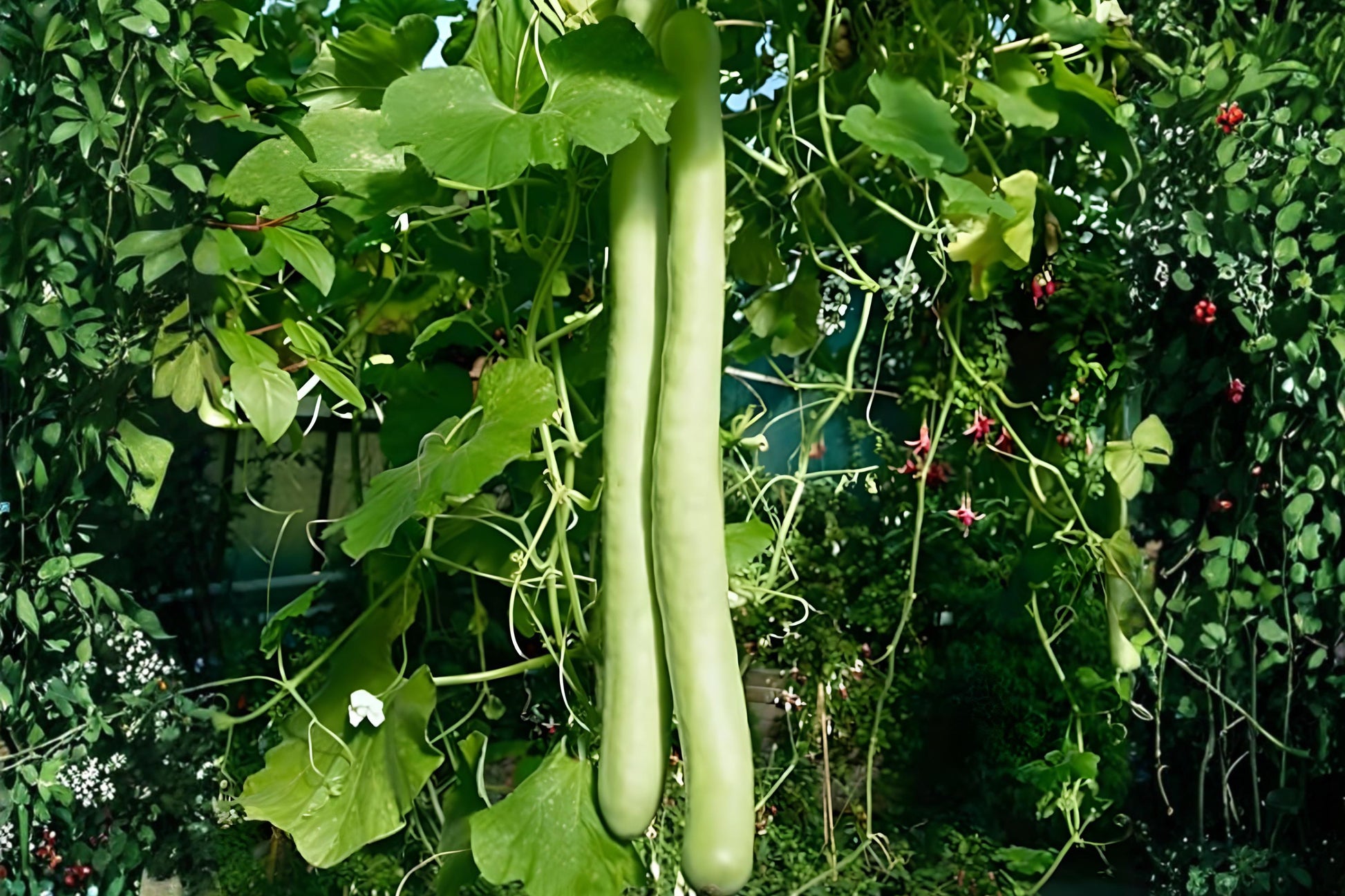 Cucuzzi Gourd Seeds (10) - Italian Edible Heirloom (Lagenaria siceraria) - Fast-Growing, Mild Flavor for Mediterranean Cooking