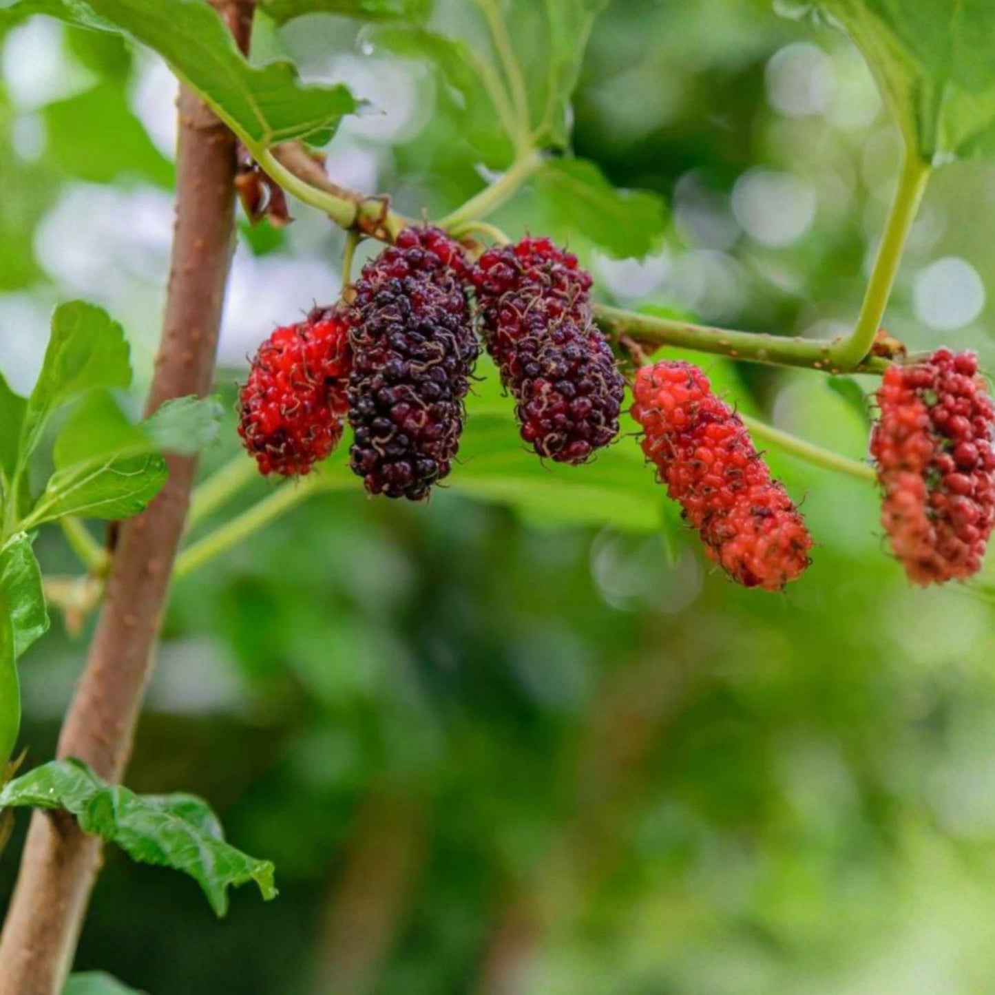 Illinois Everbearing Mulberry Fruit Tree Starter Plant, 3-15 Inch, Morus alba, Dark Purple Berries, Edible Garden Container