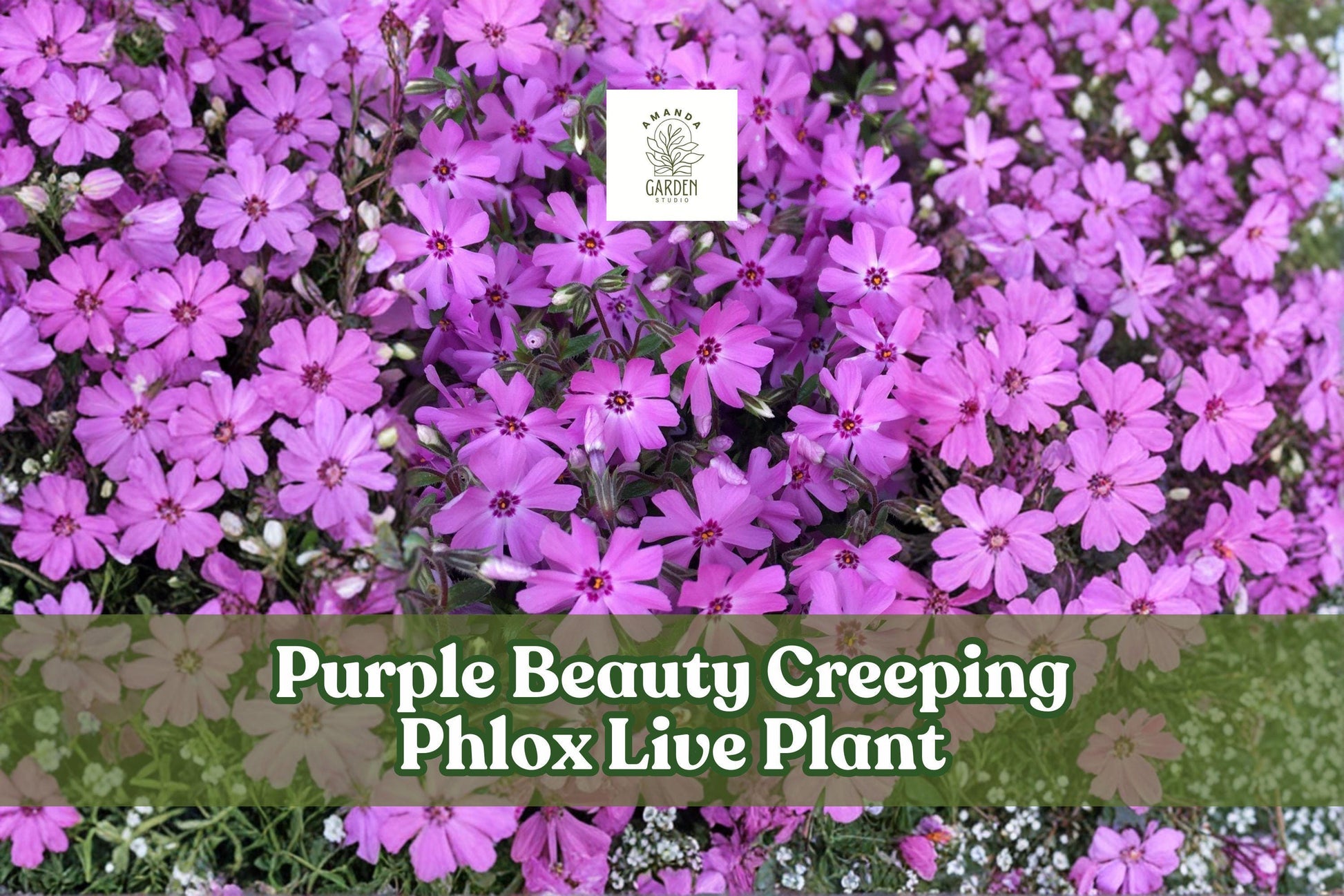 Purple Beauty Creeping Phlox Live Plant | Purple Moss Phlox Groundcover Starter | Phlox subulata | Low-Growing Perennial