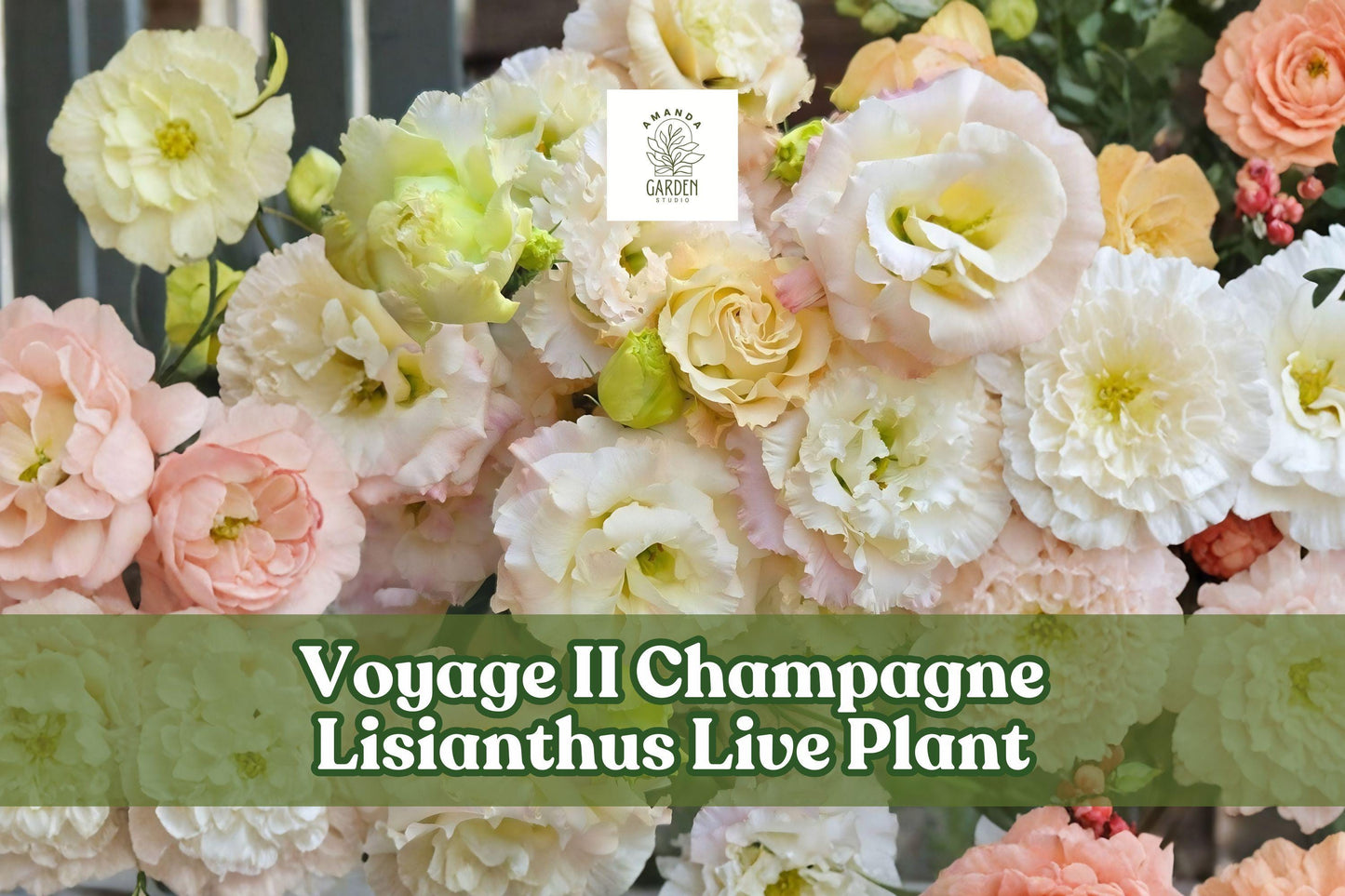 Voyage II Champagne Lisianthus Live Plant Plug | Eustoma grandiflorum | Elegant Rose-like Blooms for Containers & Gardens