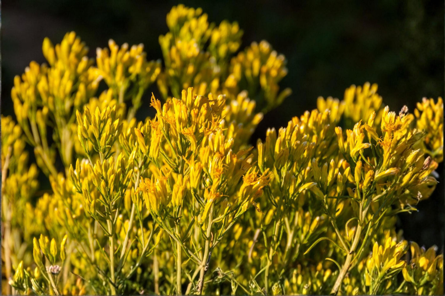 Rubber Rabbitbrush Seeds (100) - Ericameria nauseosa - Drought-Tolerant Native Shrub with Yellow Blooms for Xeriscaping